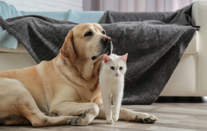 Кот живет с собакой