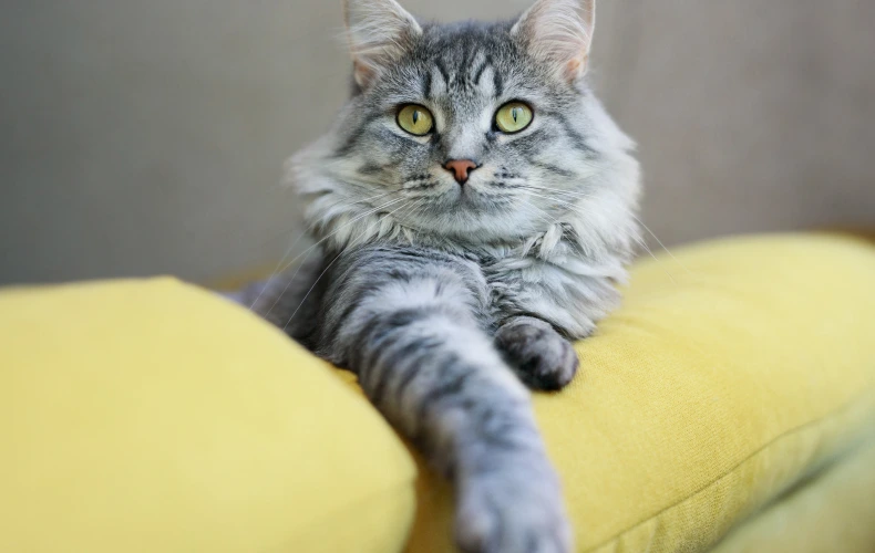 Нужно ли выгуливать кошку?