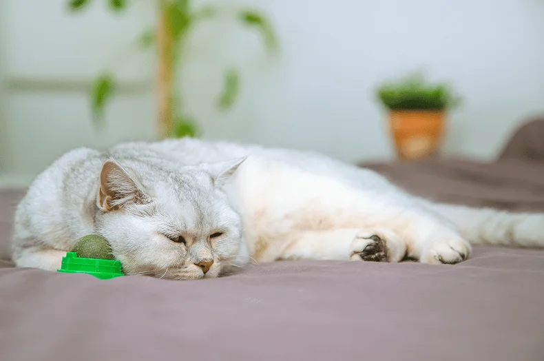 Кошка не реагирует на кошачью мяту