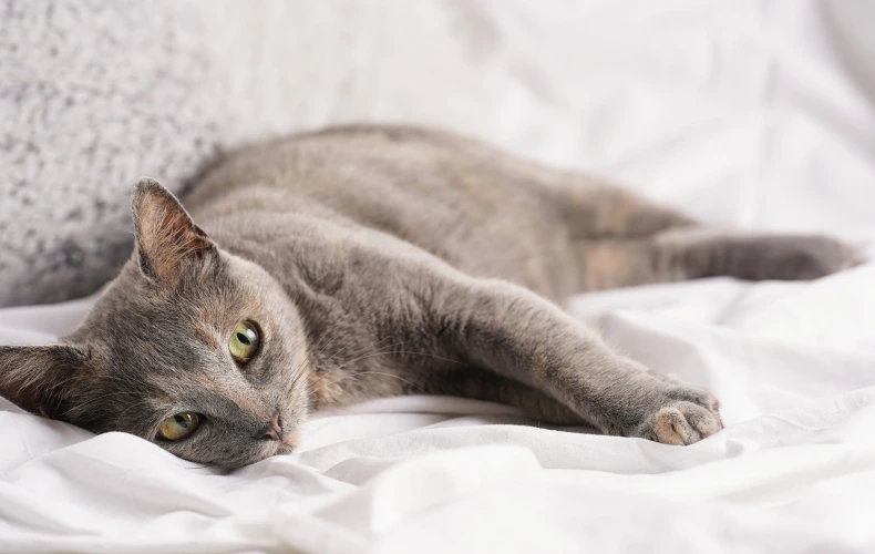 Феромоны для кошки