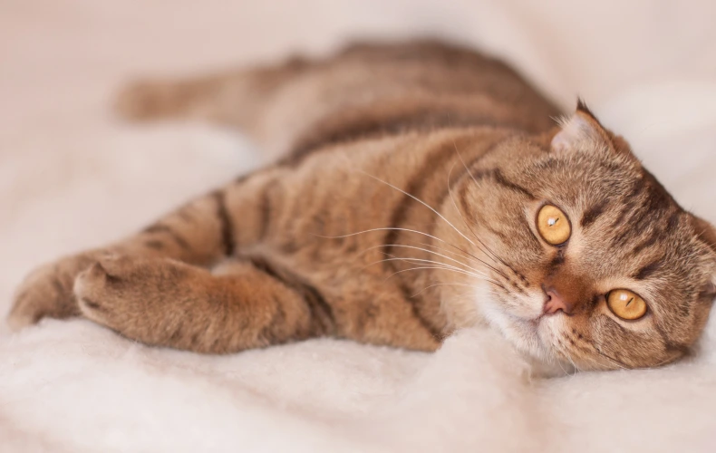 Симптомы гастрита у кошек