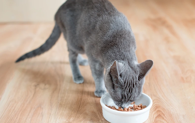 Рекомендации по кормлению кошек