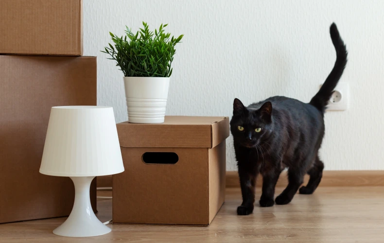 Подготовка кошки к переезду
