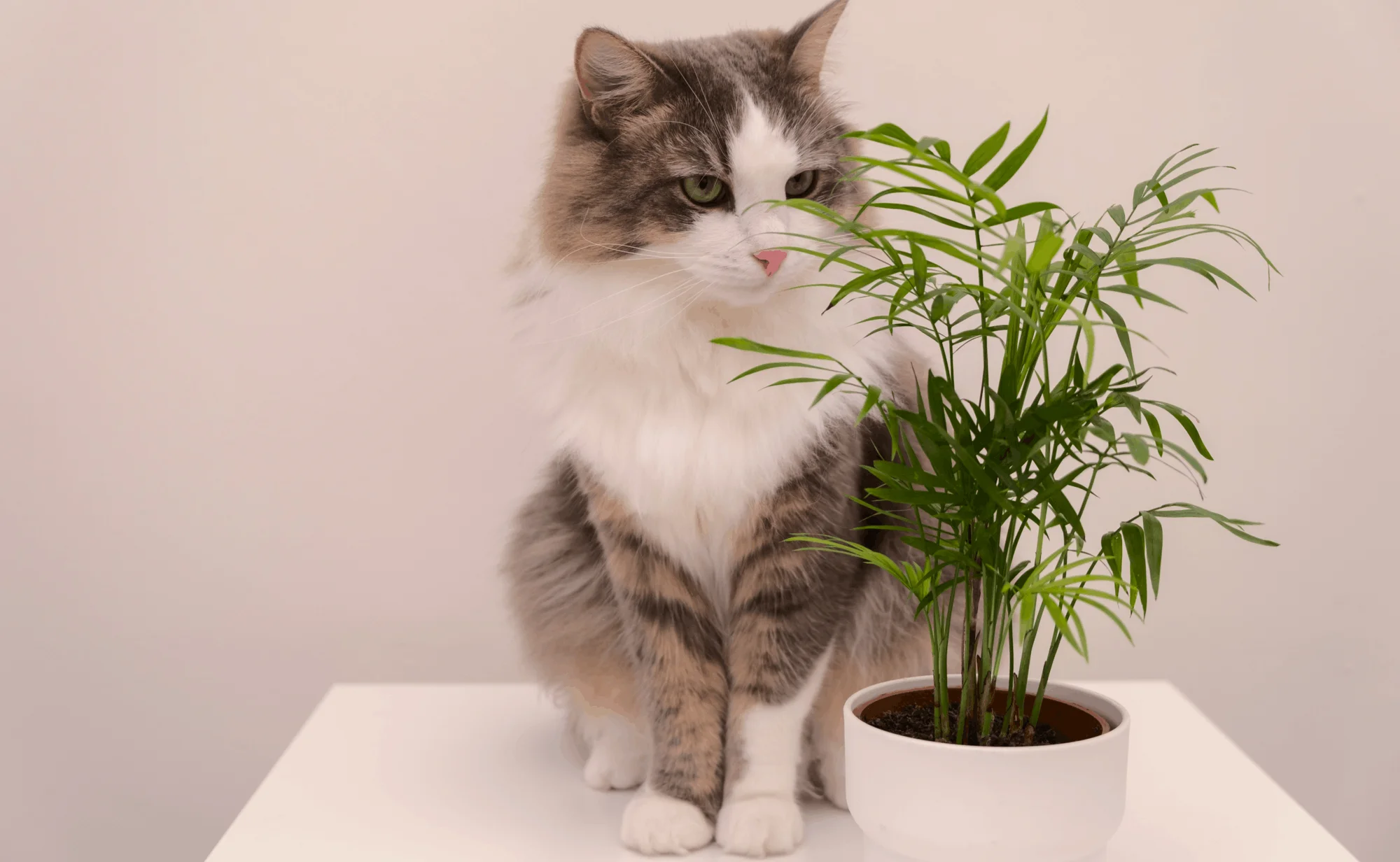 Безопасные цветы для кошек