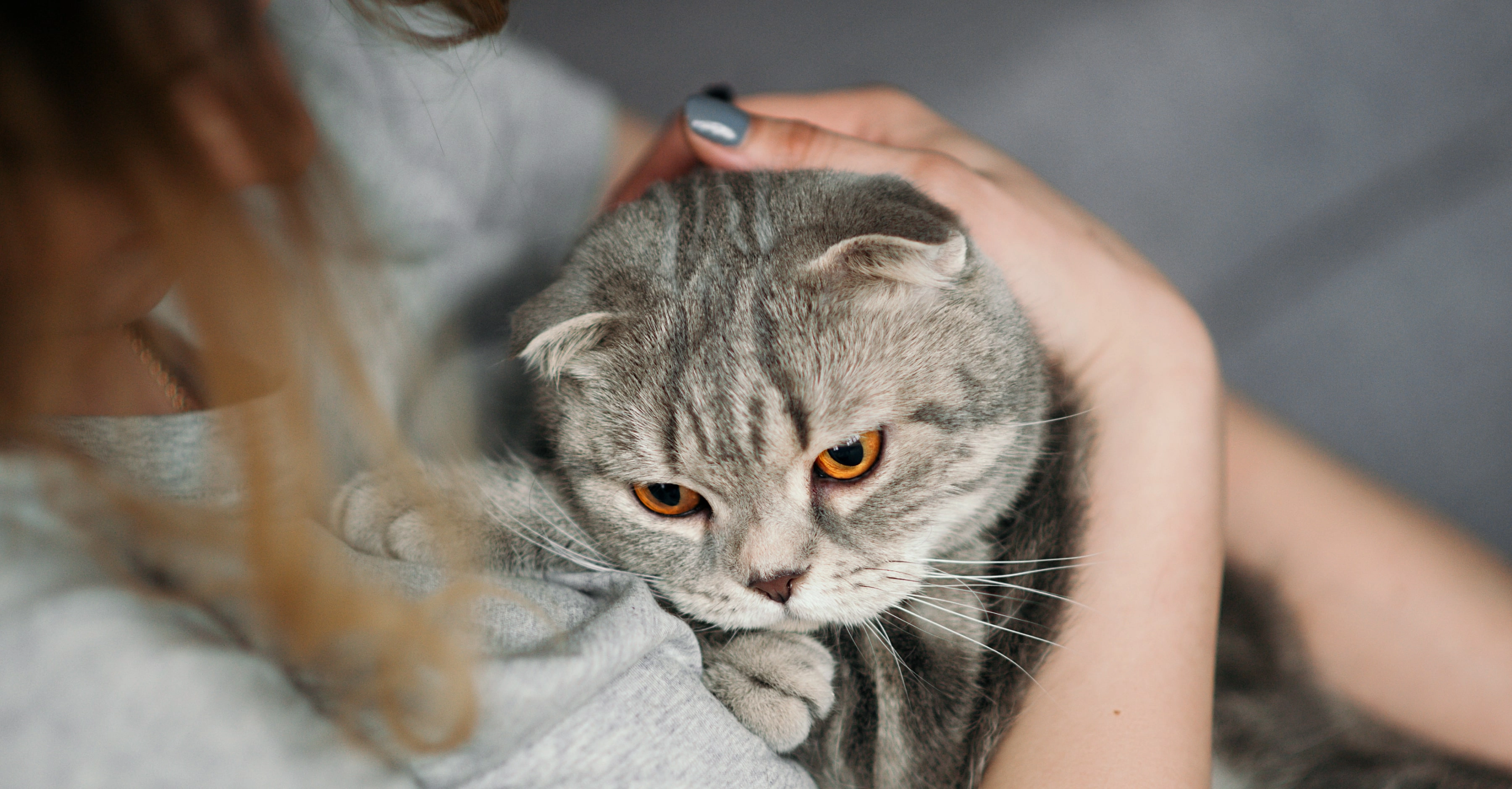 Симптомы укуса клеща у кошек