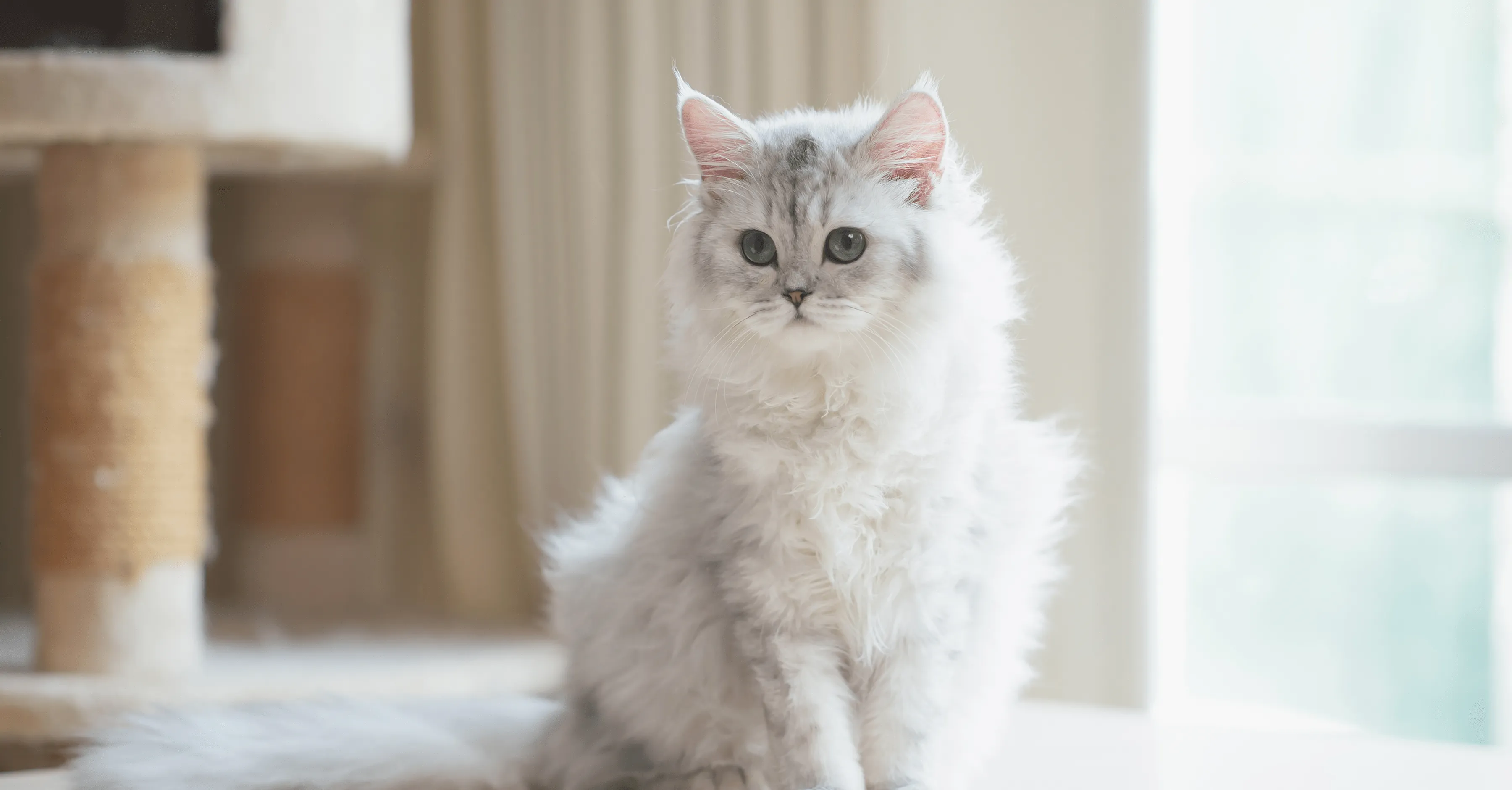 Витамины в рационе кошки