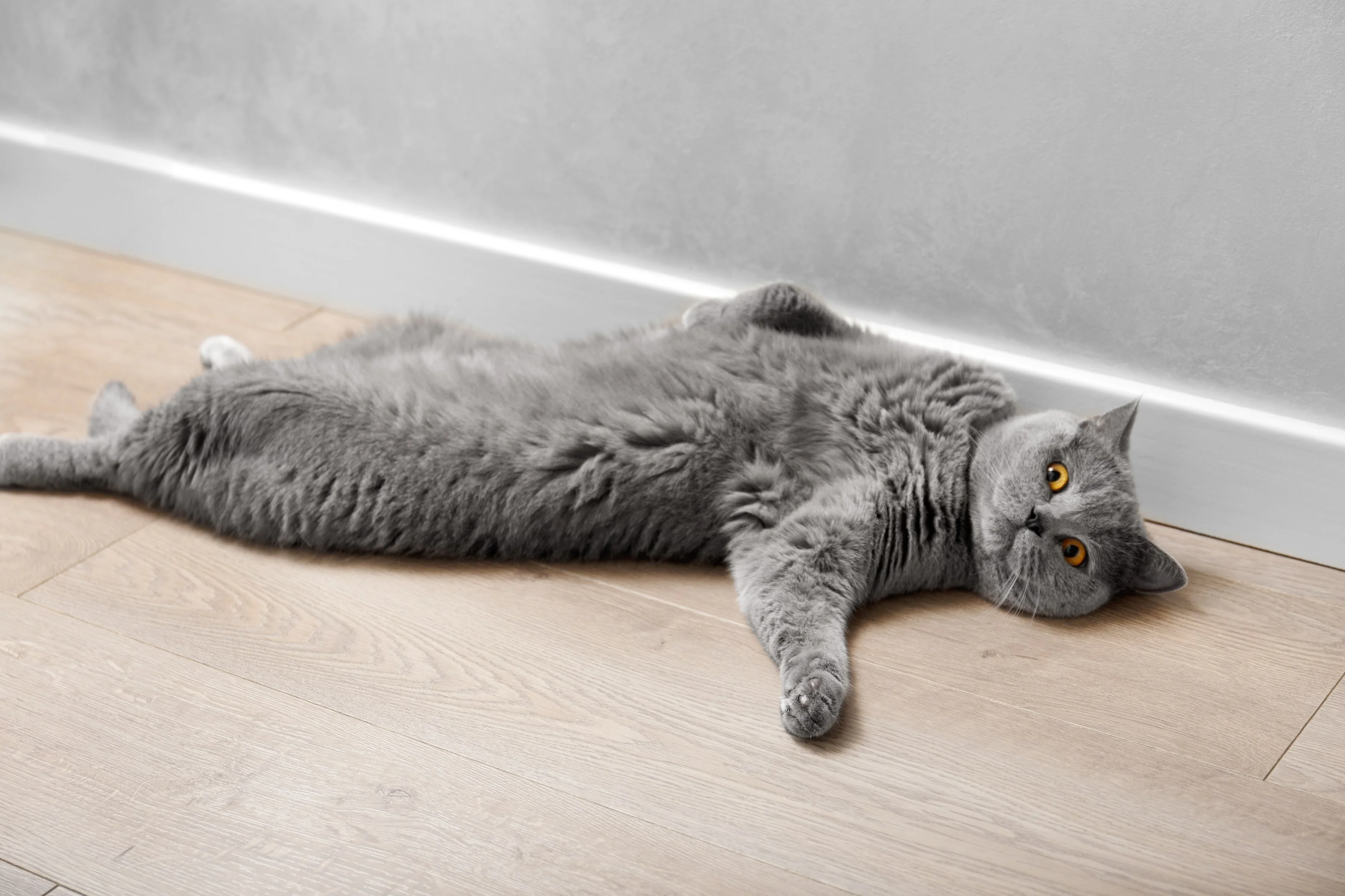 Кошка катается по полу 