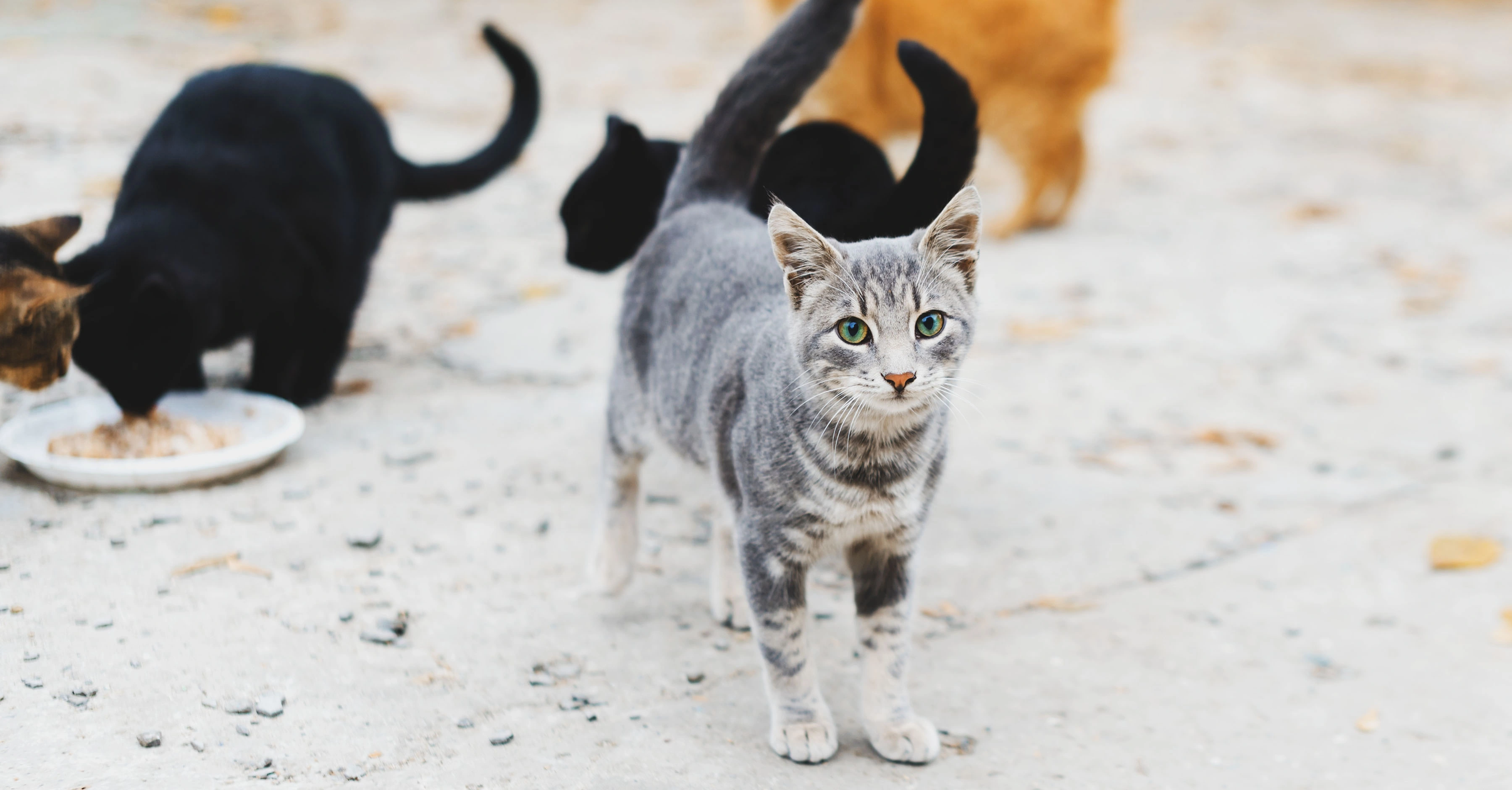 Временный пункт питания для кошек