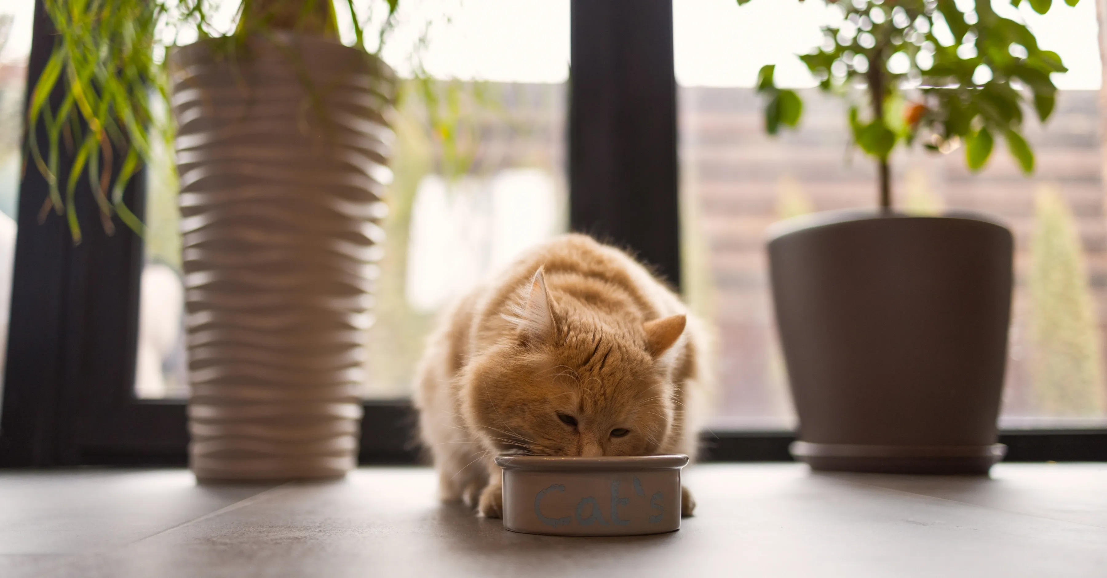 Кормление кота
