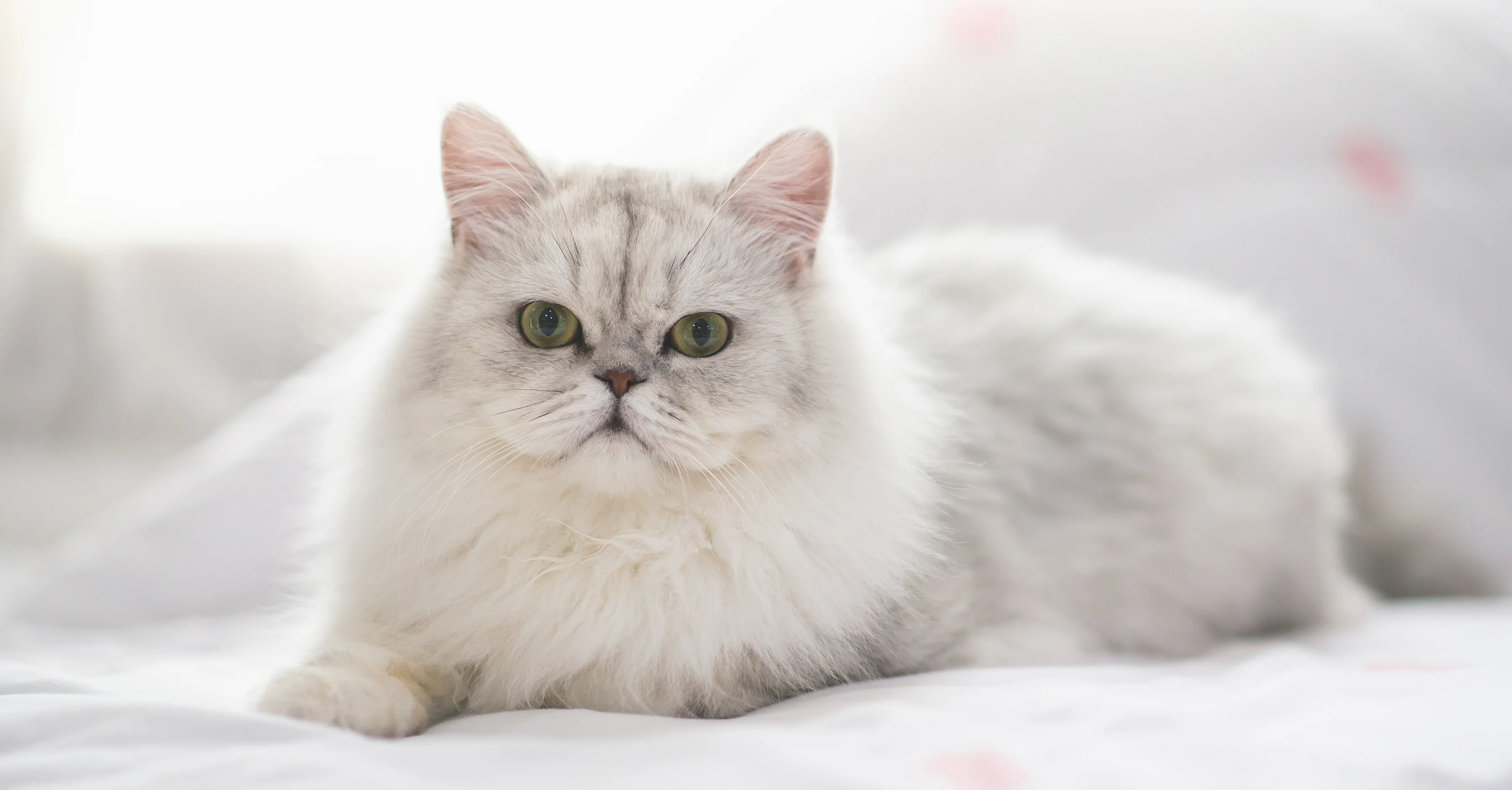 Персидская кошка