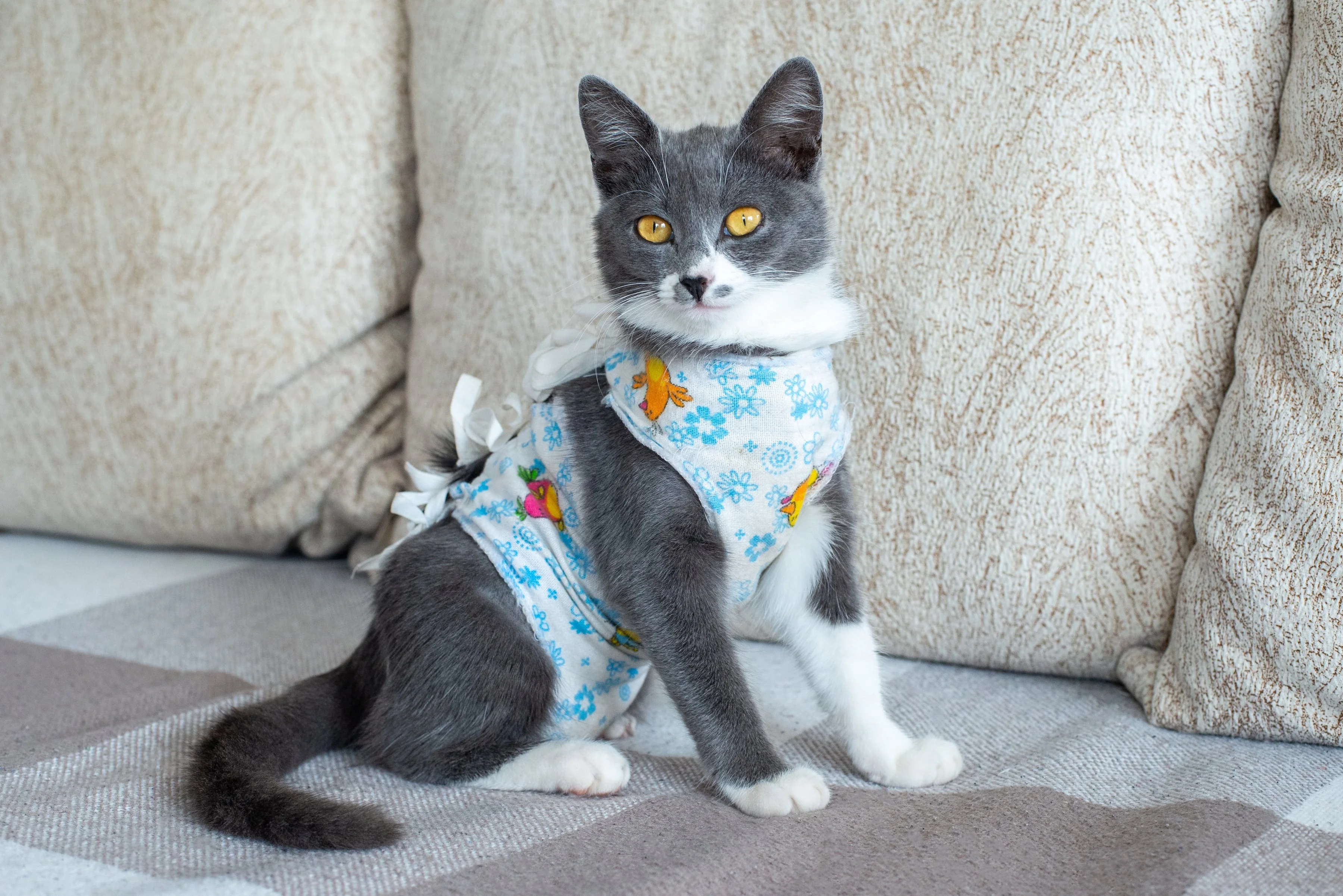 Стерилизация кошки 