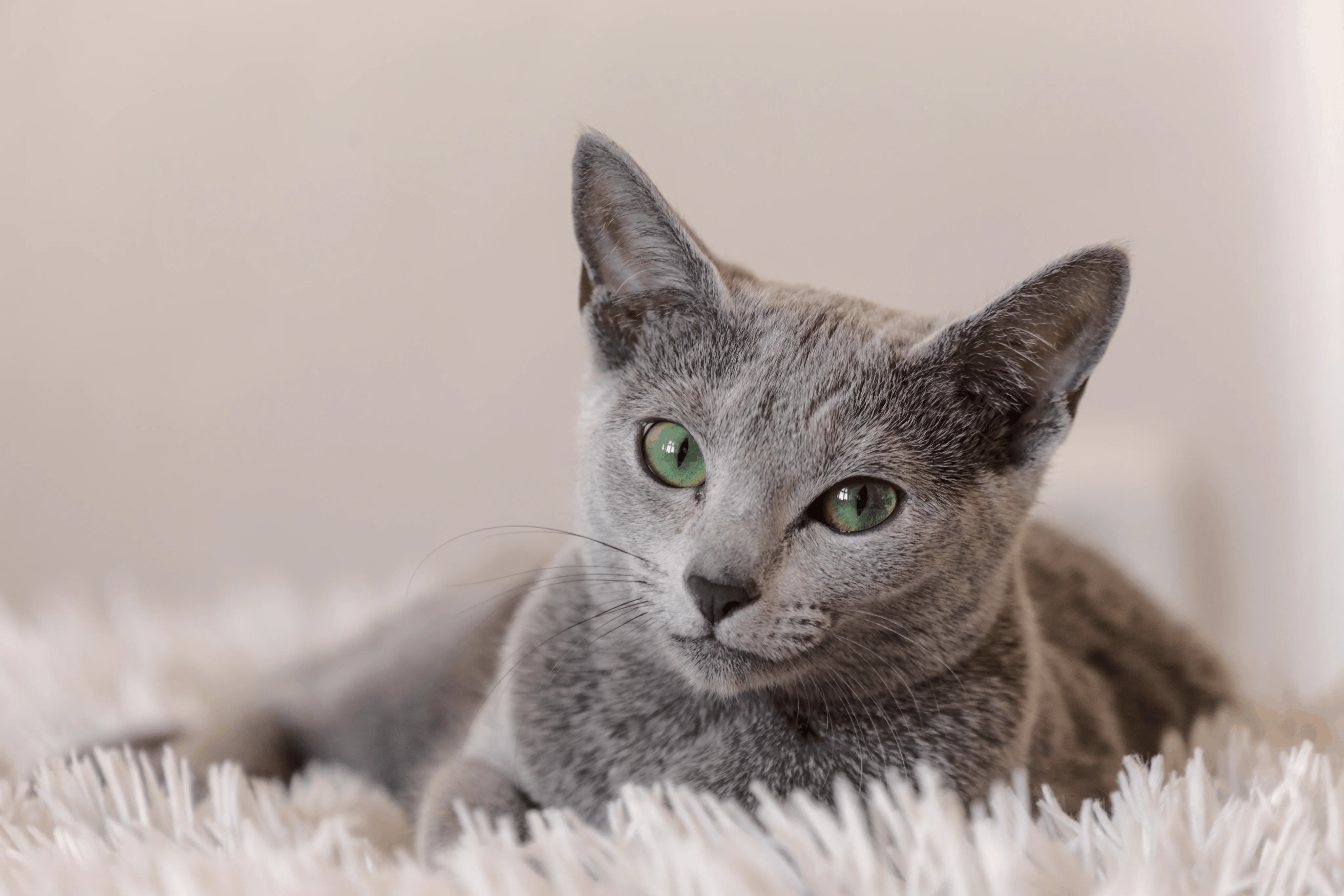 Русская голубая кошка