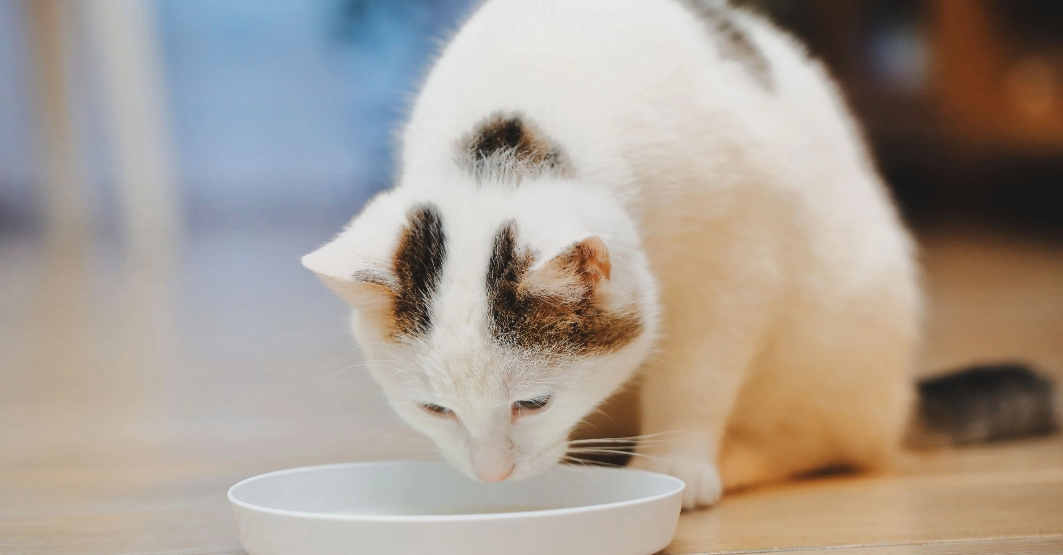 Форма миски