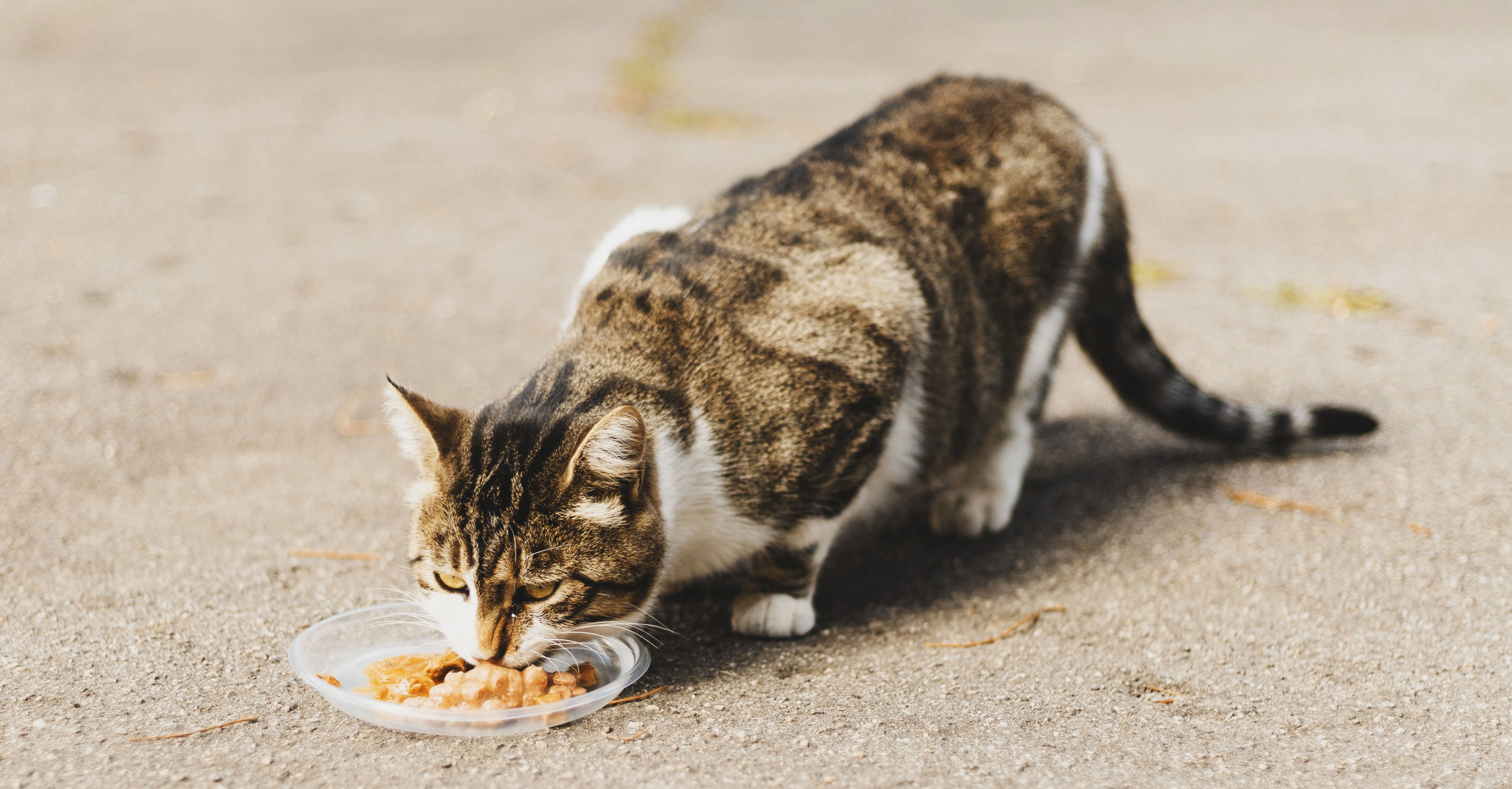 Корм для кошек