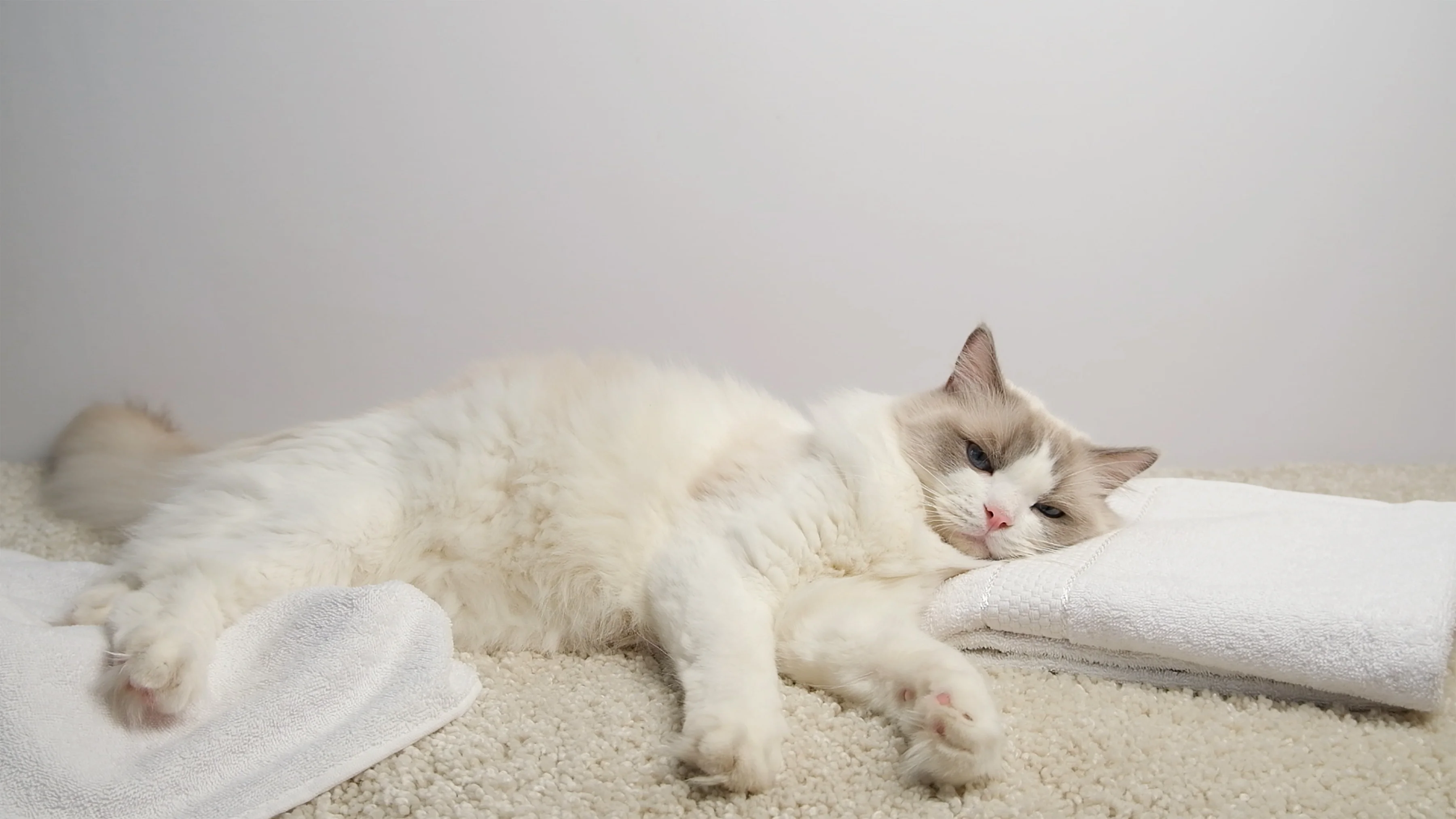 Помощь кошке