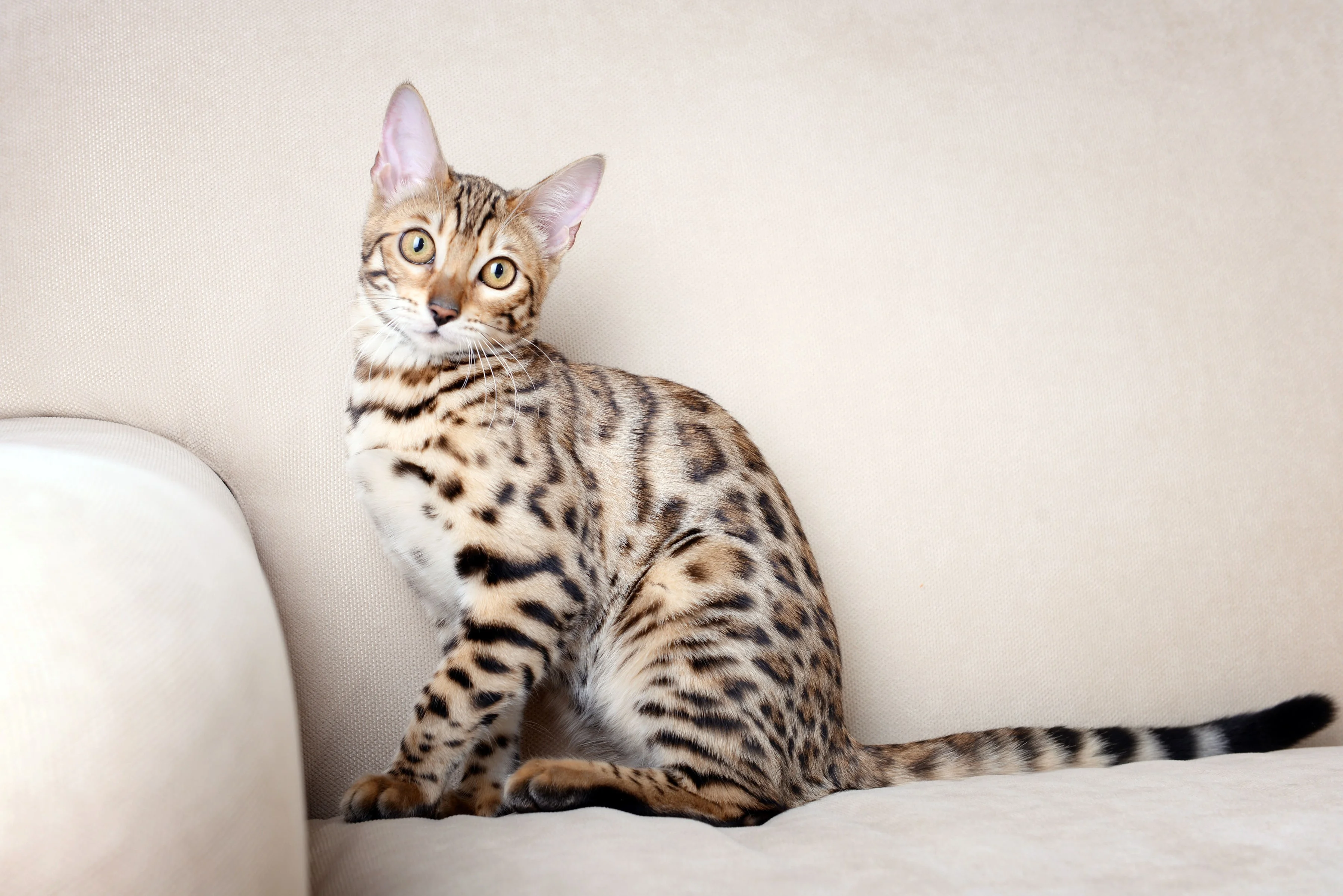 Бенгальская кошка 
