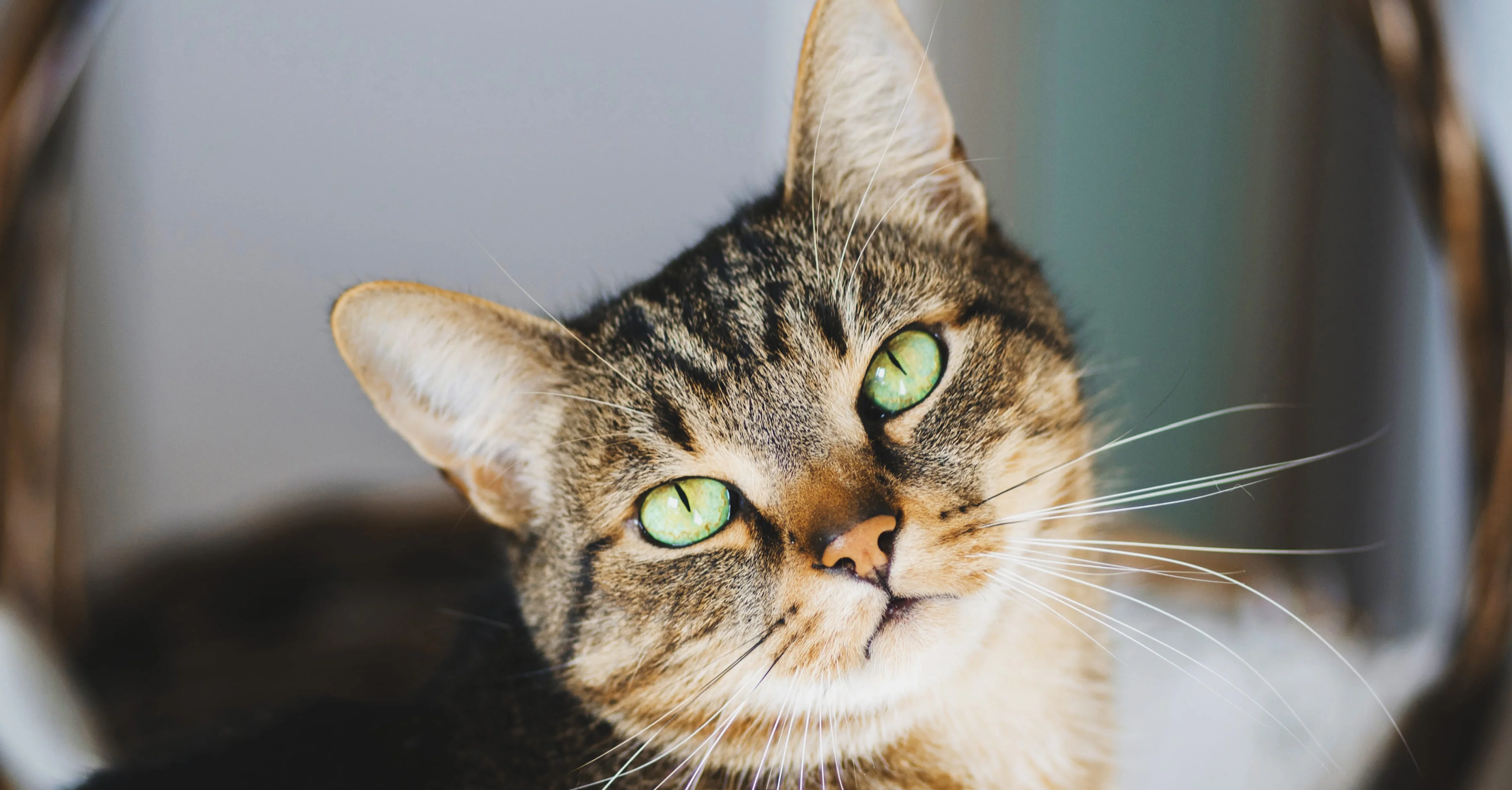 Как помочь кошке?