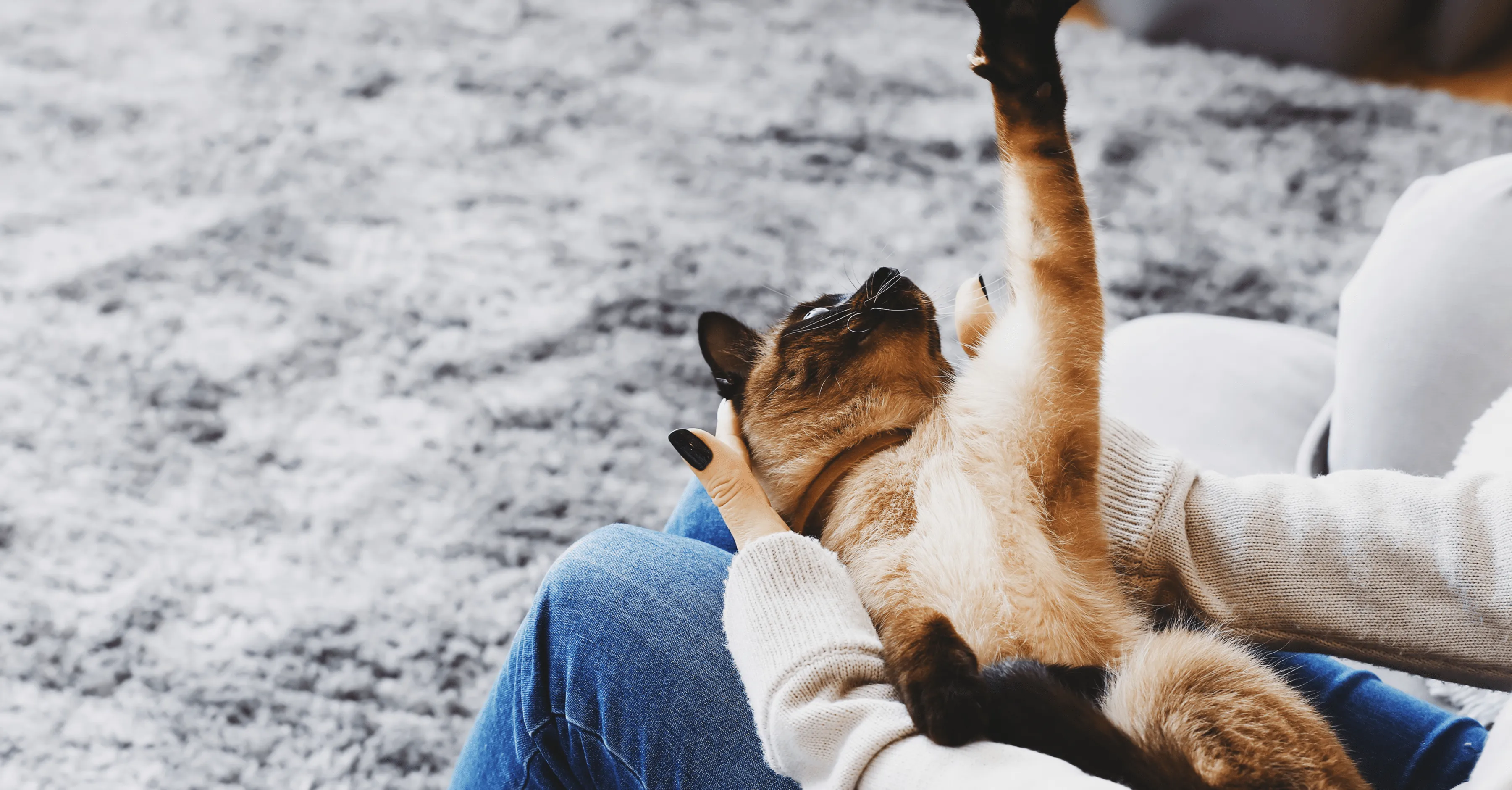 Зачем кошке точить когти?