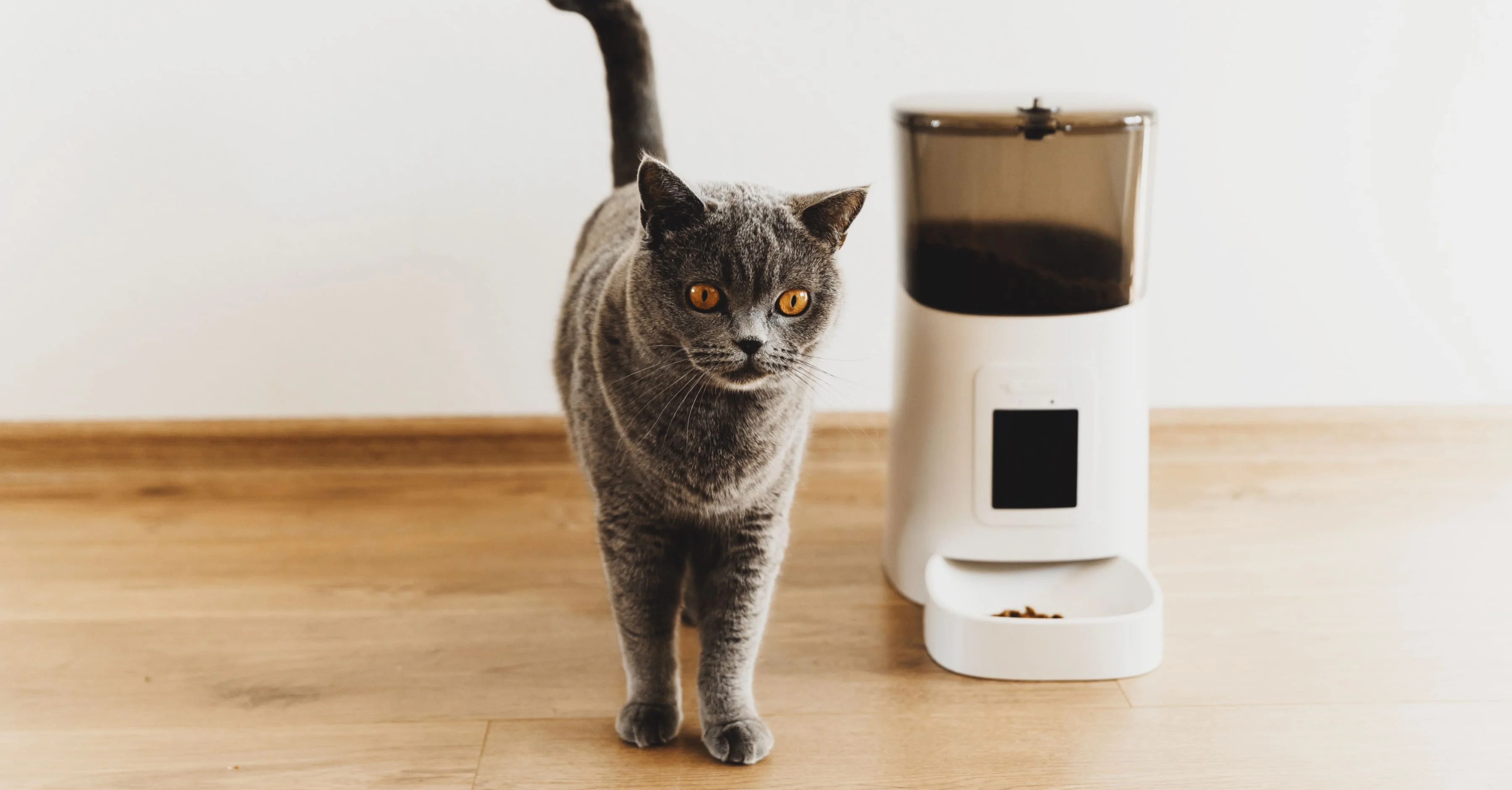 Автокормушка для кошки