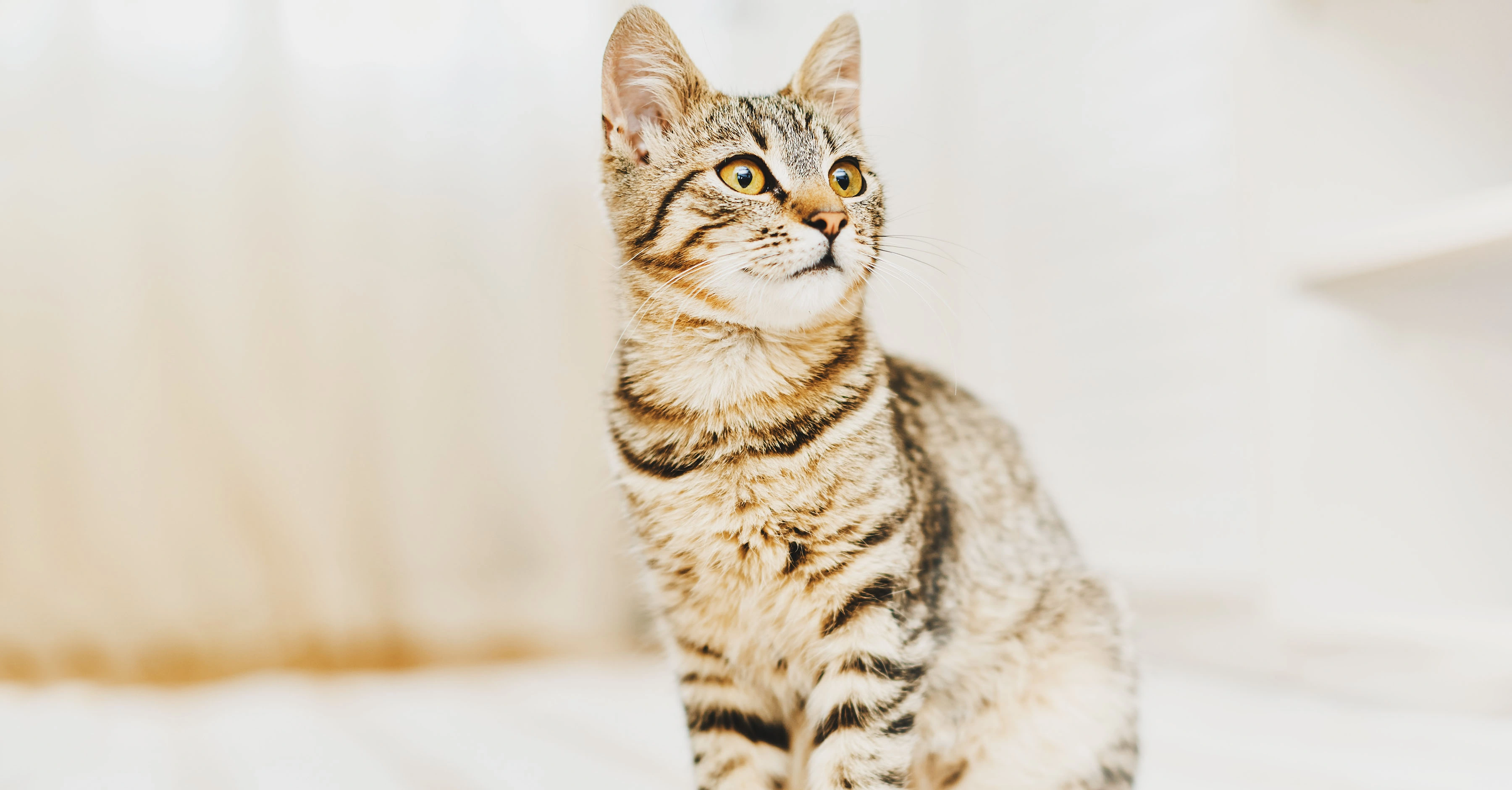 Котенок один дома