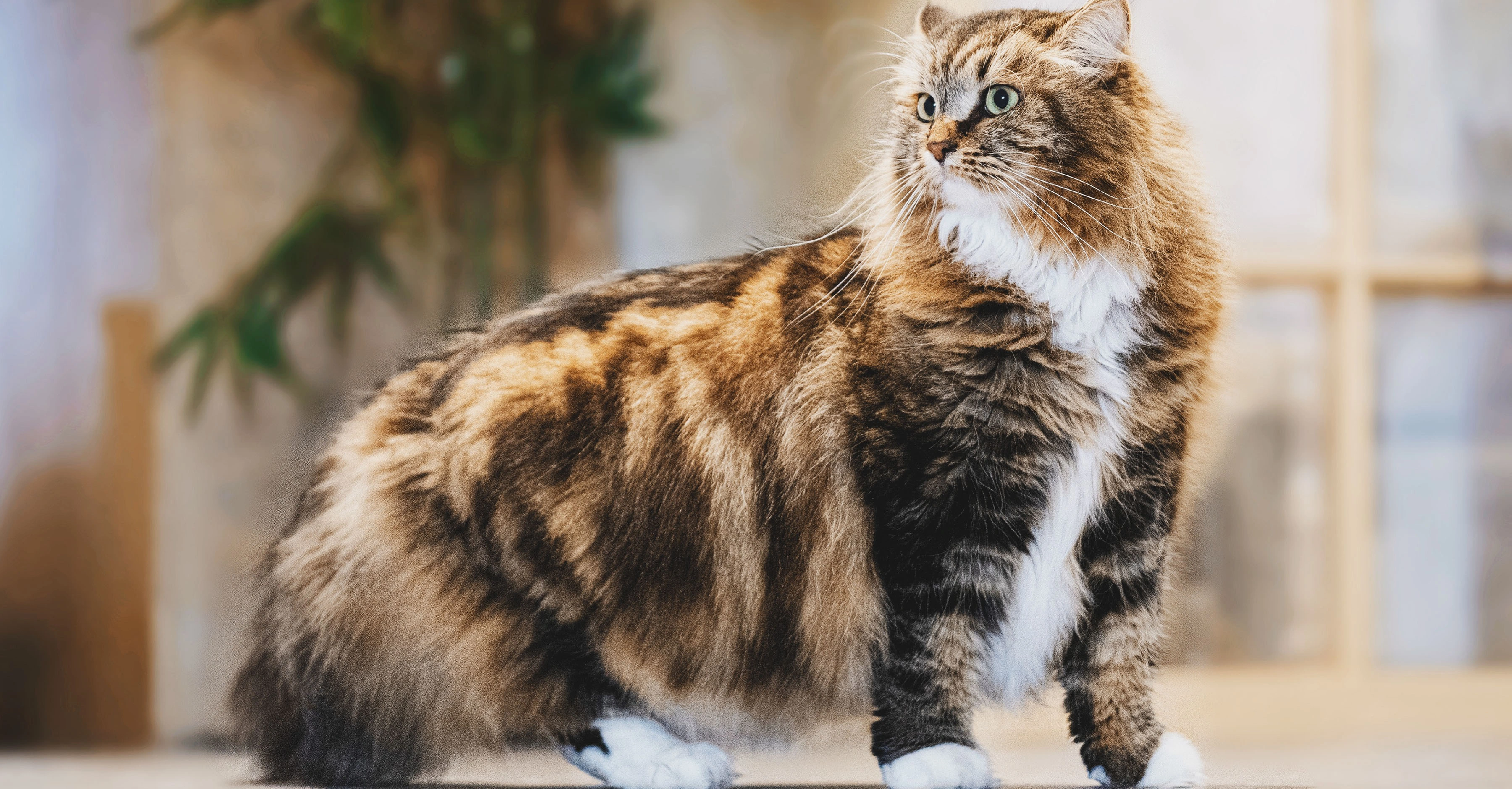 Полнорационный корм для кошек