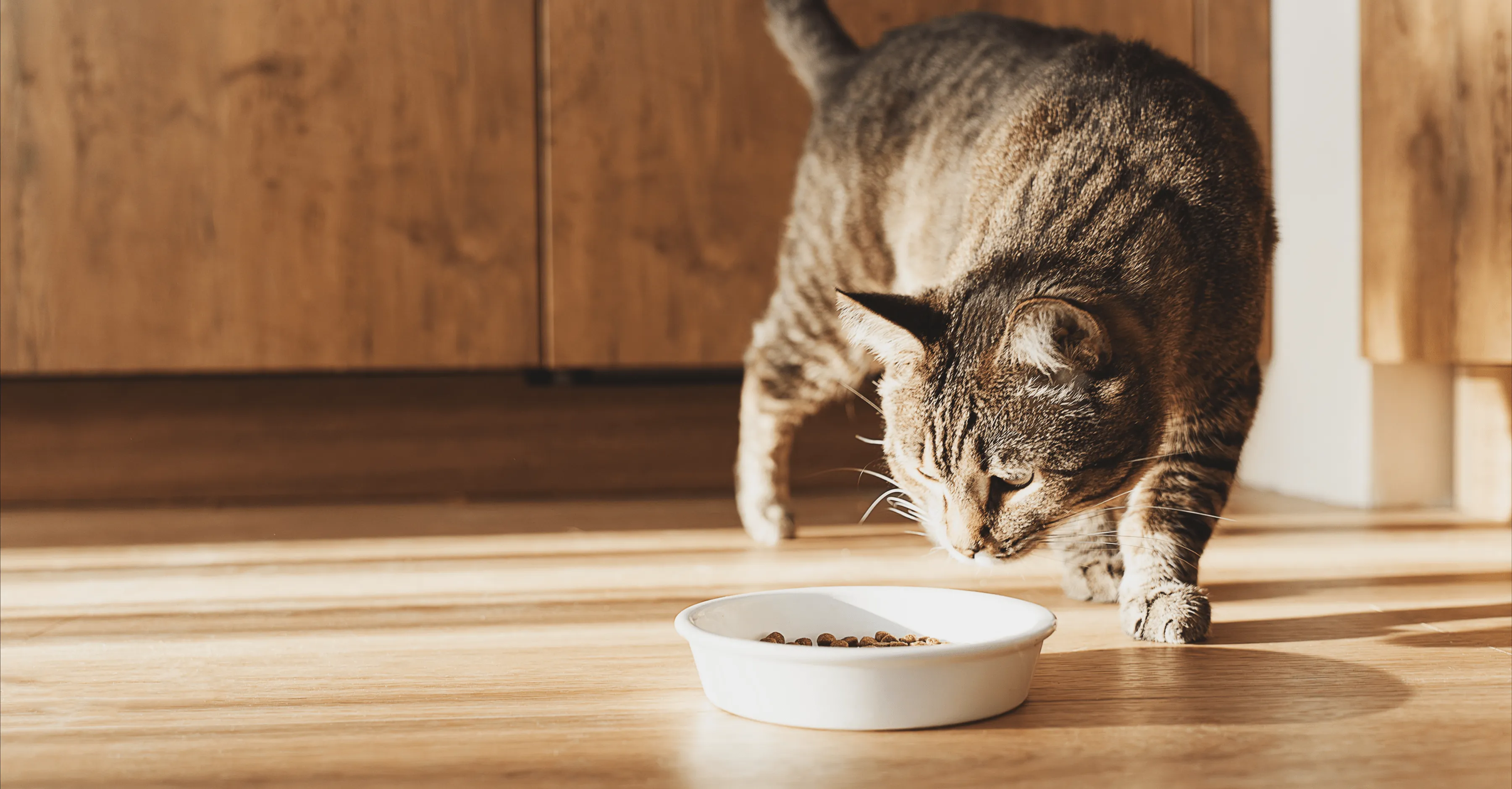 Кормление кошки