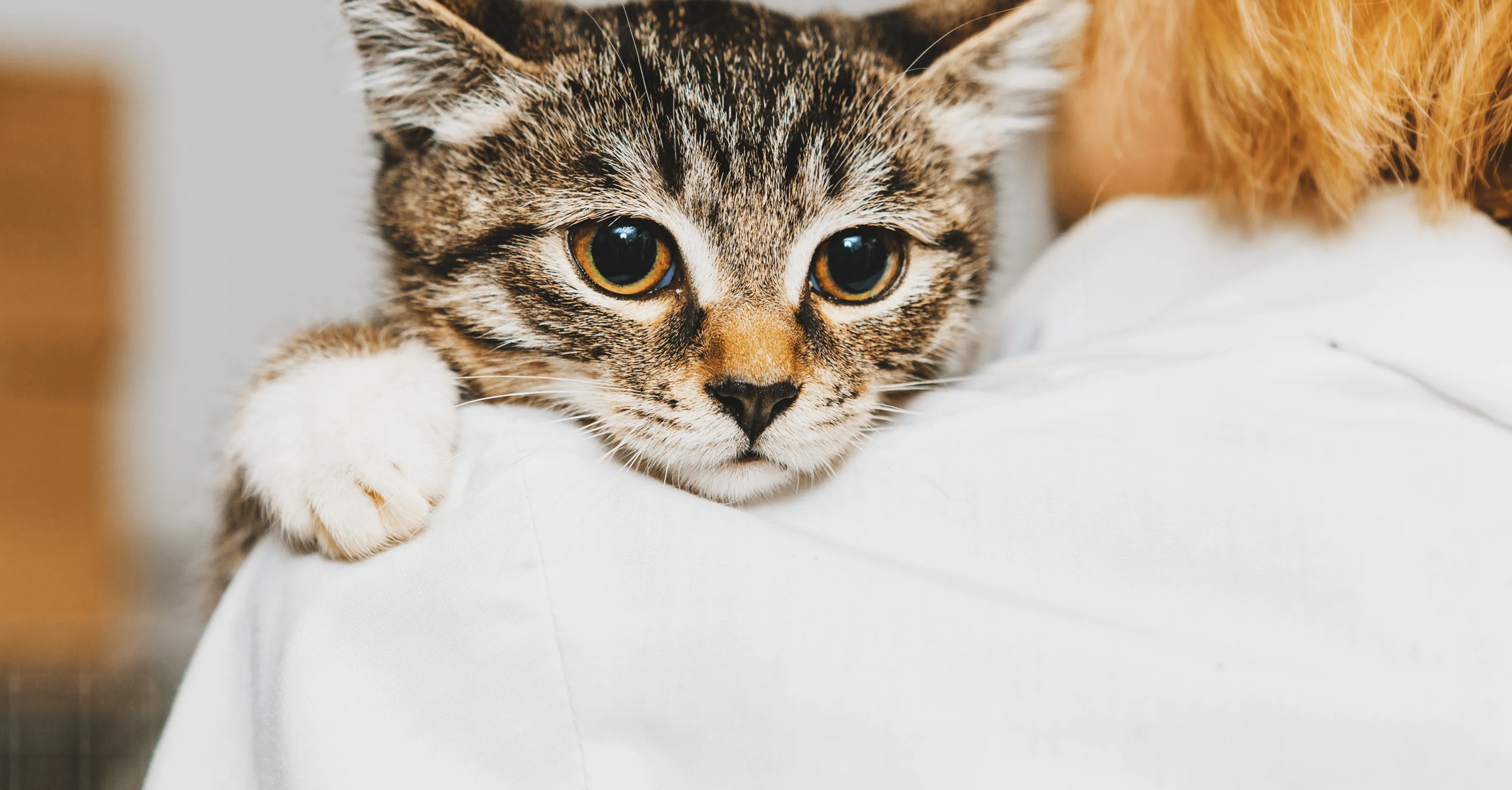 Помощь приютам