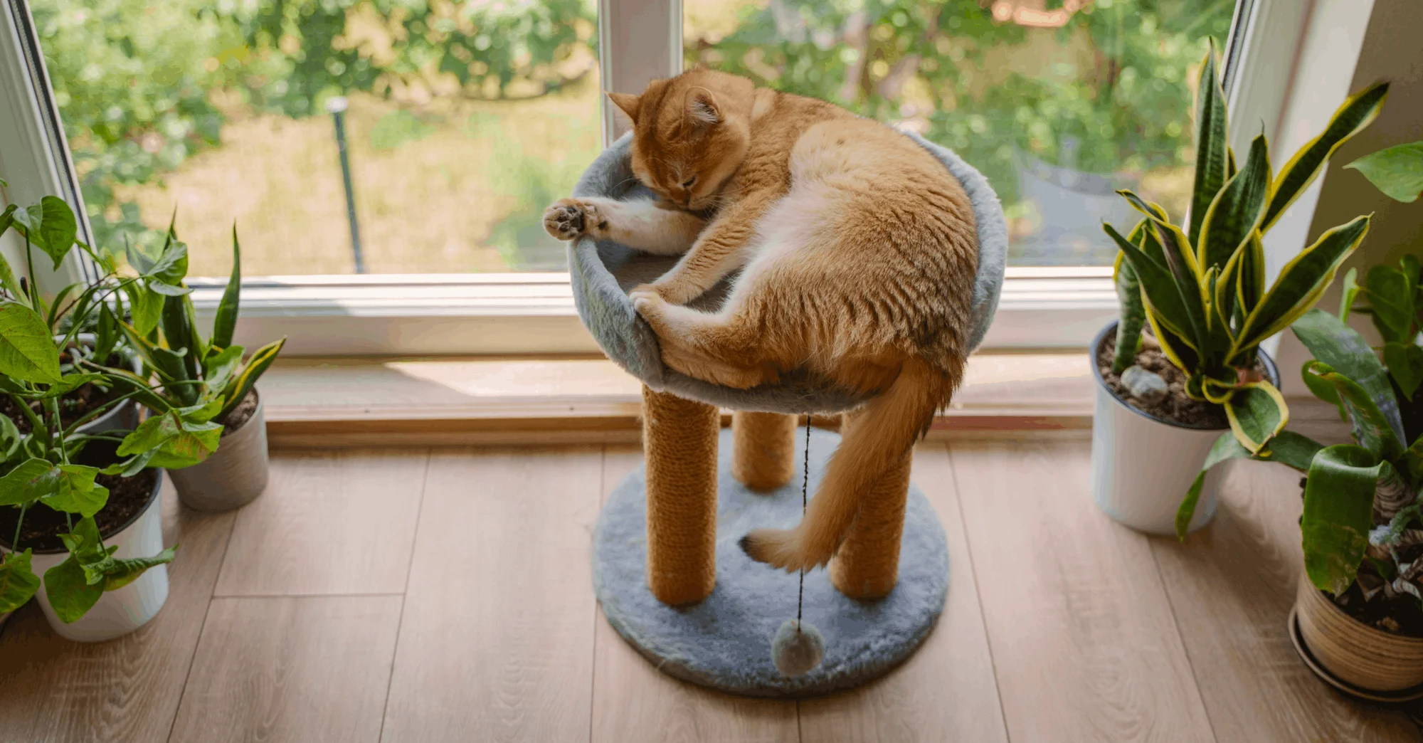 Цветы, которые кошки не едят