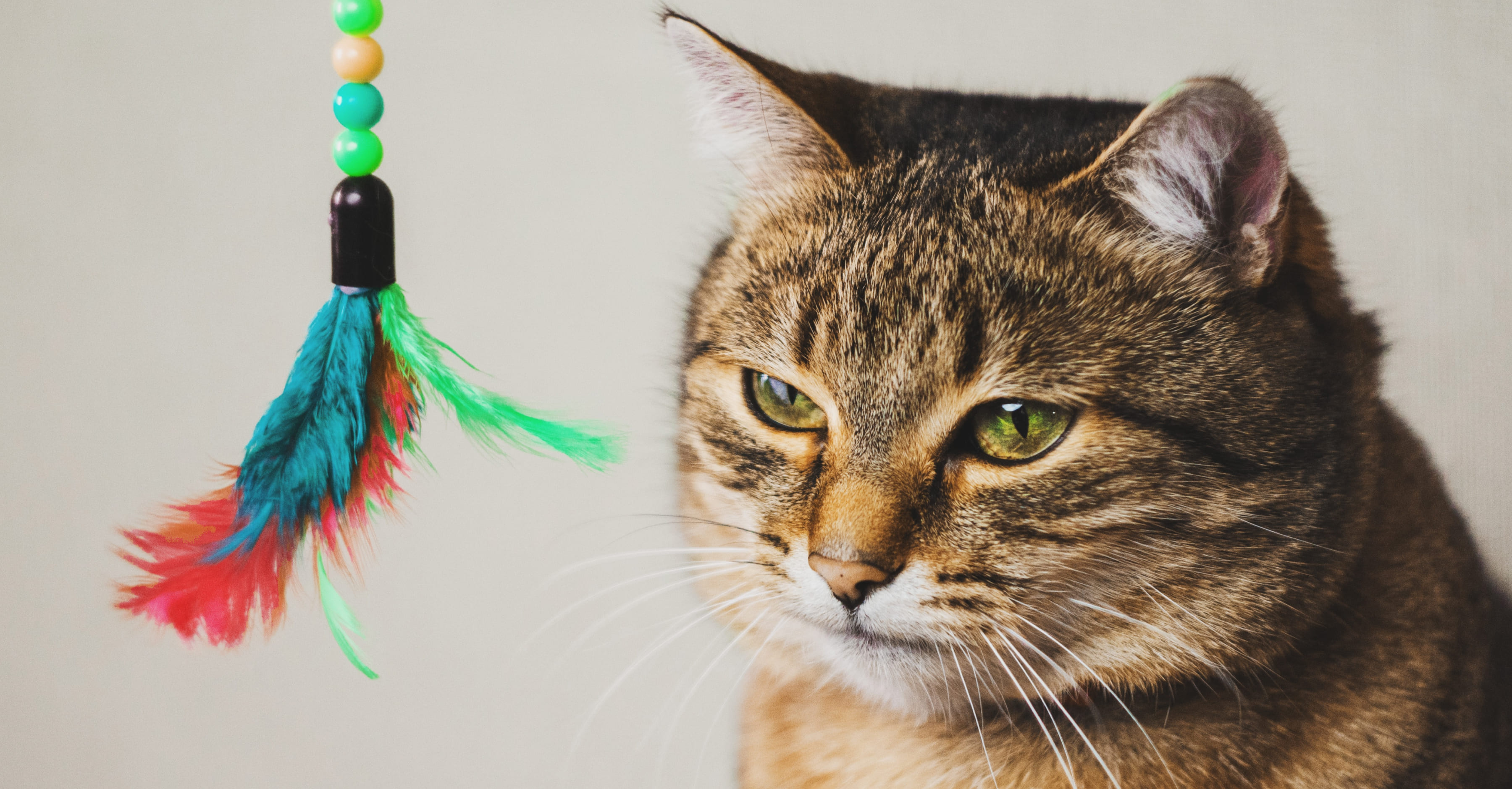 Как привлечь кошку к игре?