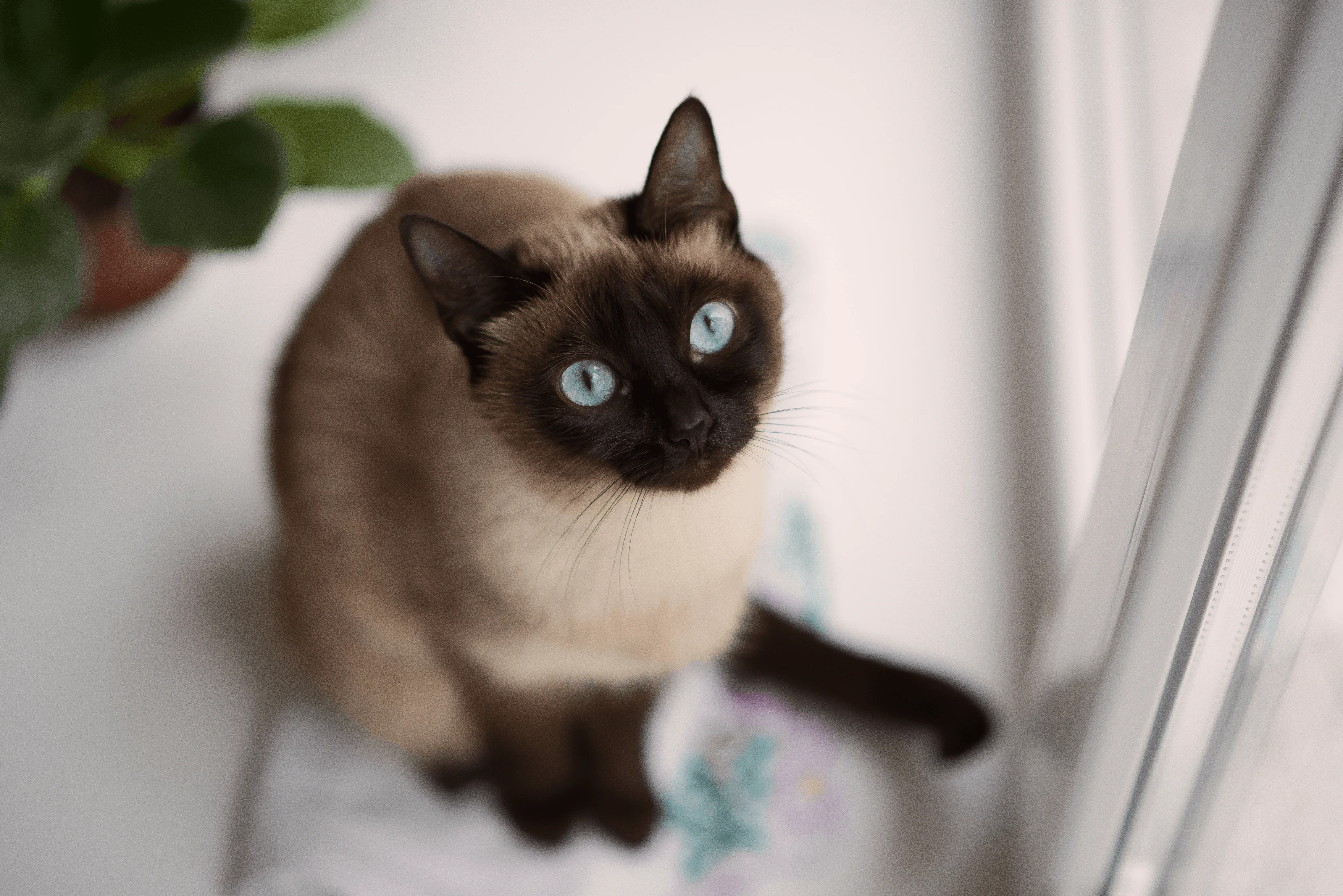 Сиамская кошка
