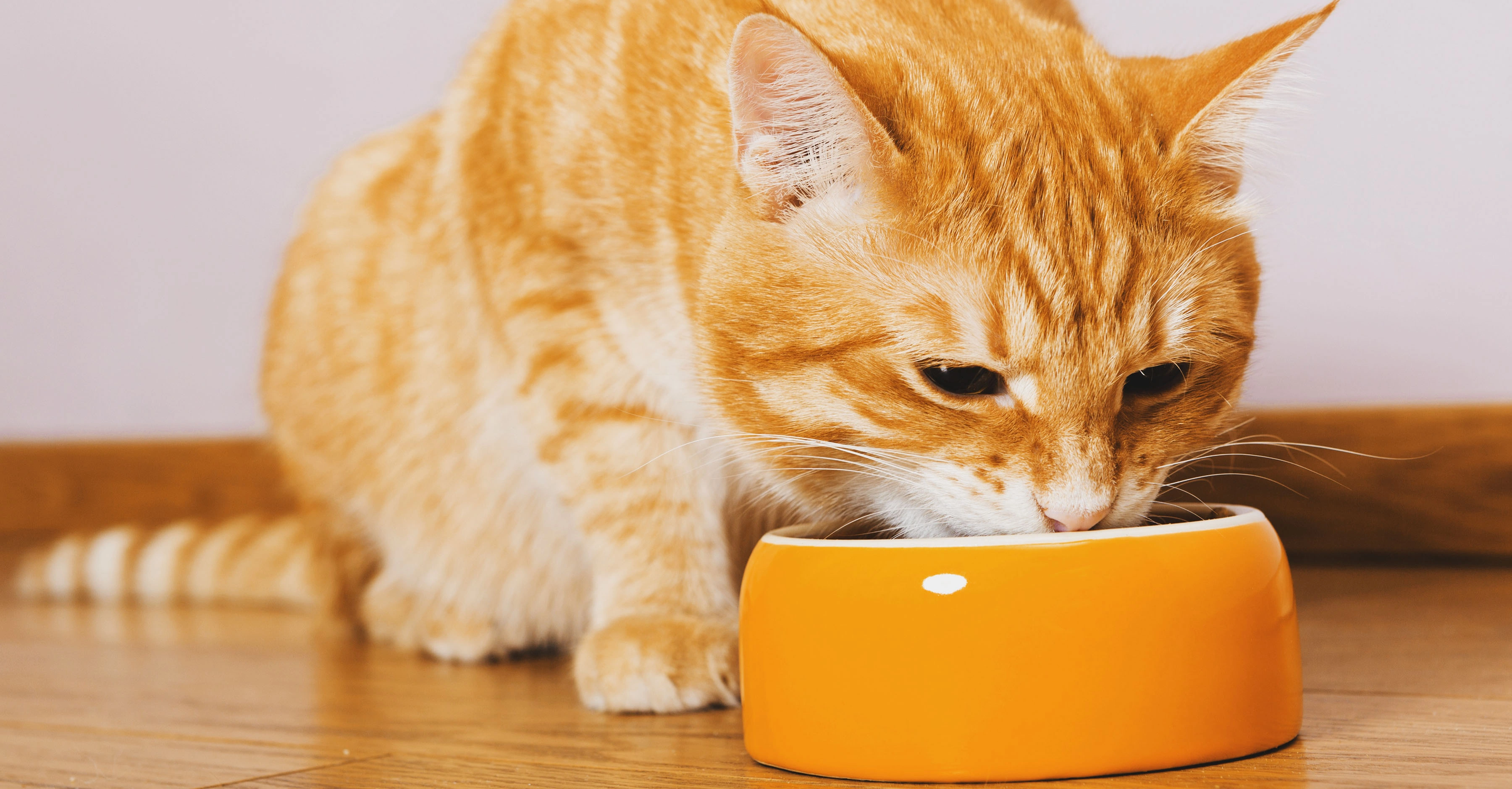 Польза полнорационного корма для кошек