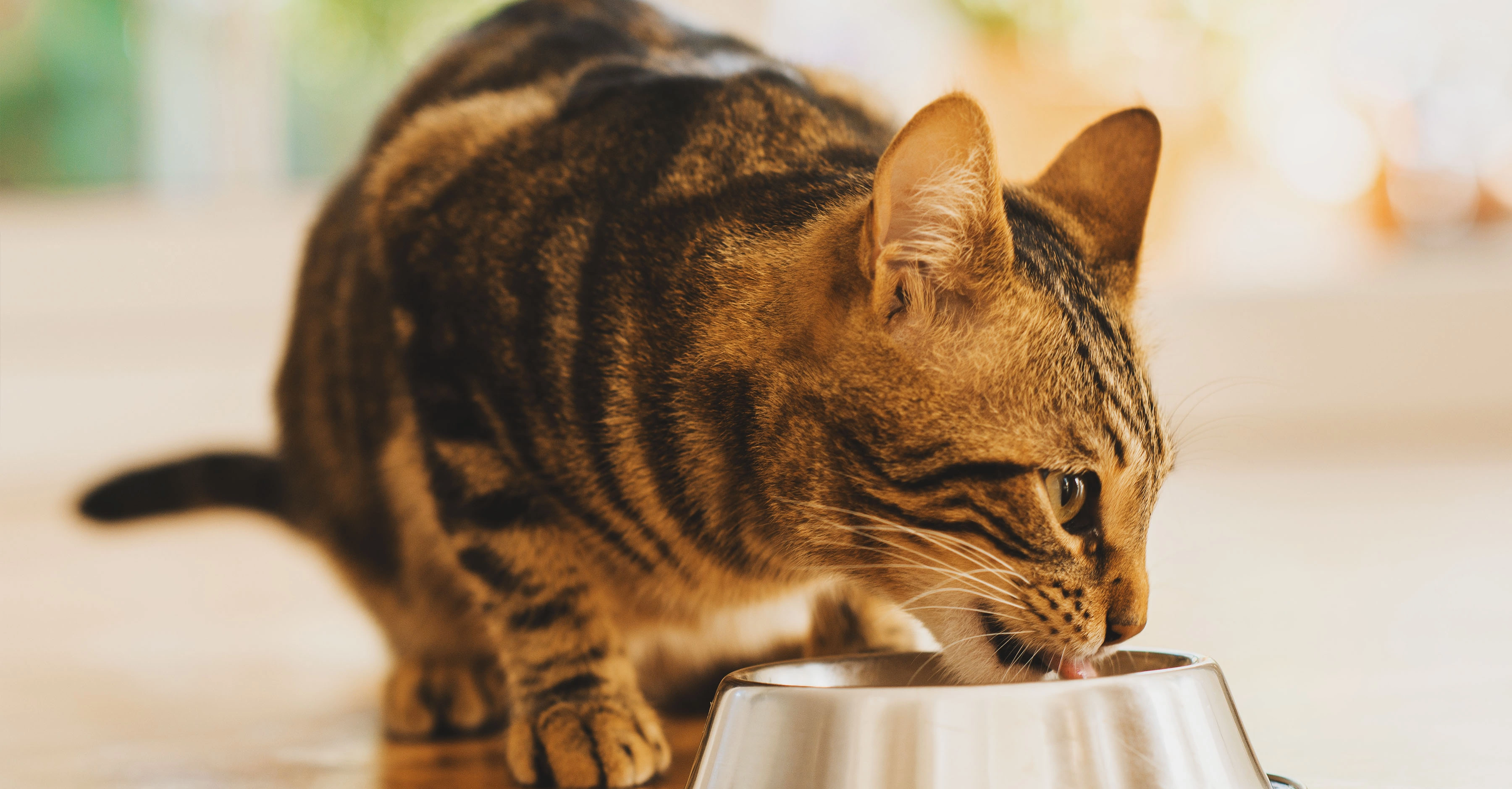 Правильное питание кошки