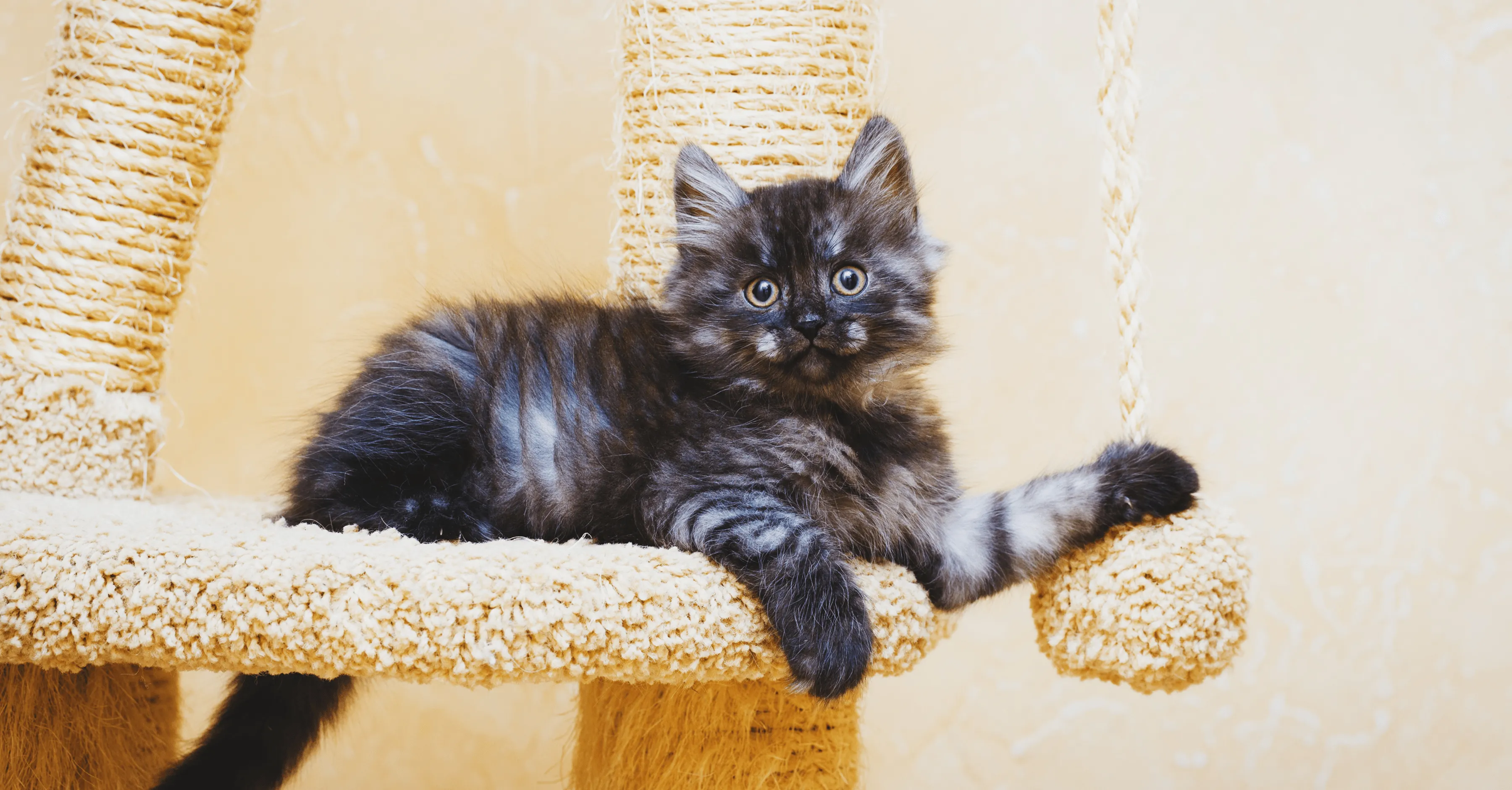 Выбор когтеточки