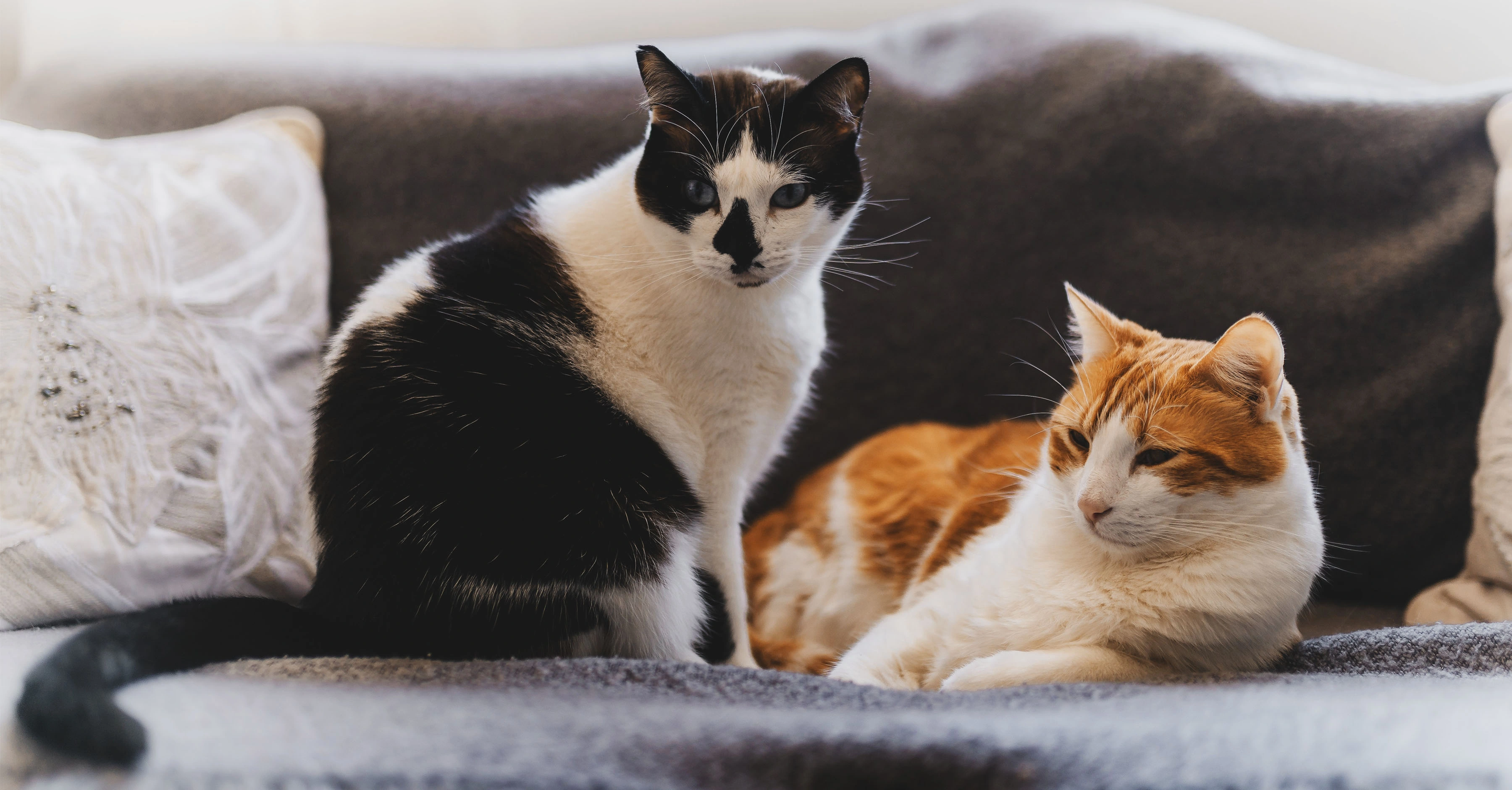 Отношение к другим кошкам