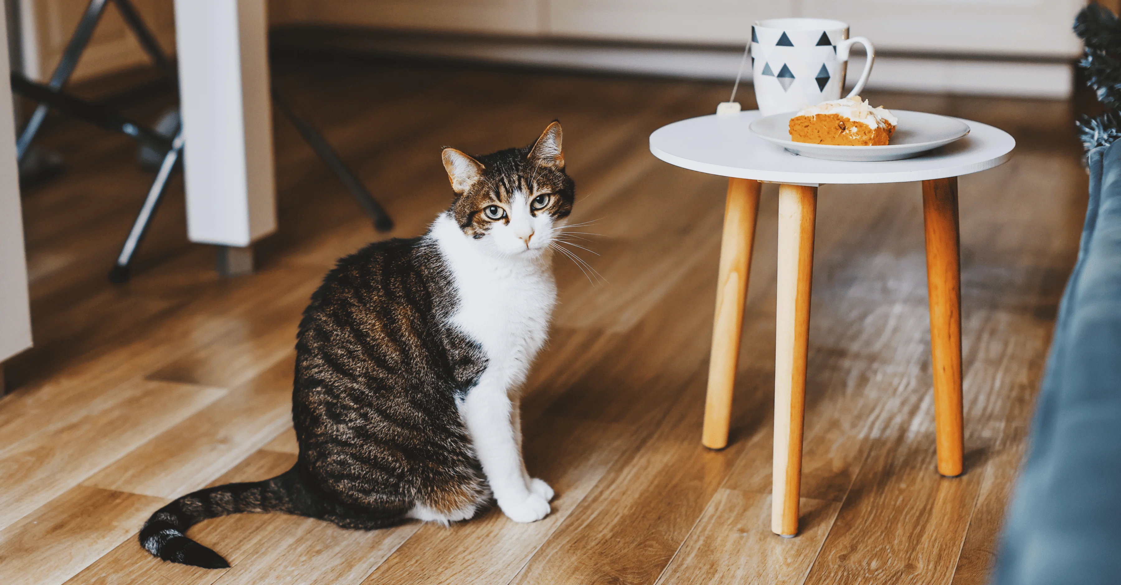 Чувствуют ли кошки вкус сладкого?