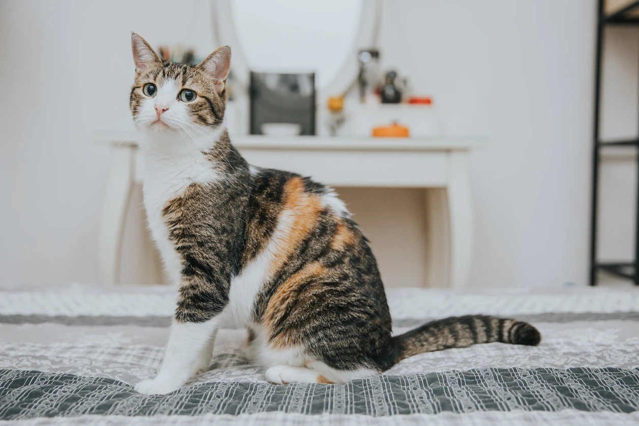 Нужно ли стерилизовать кошку?