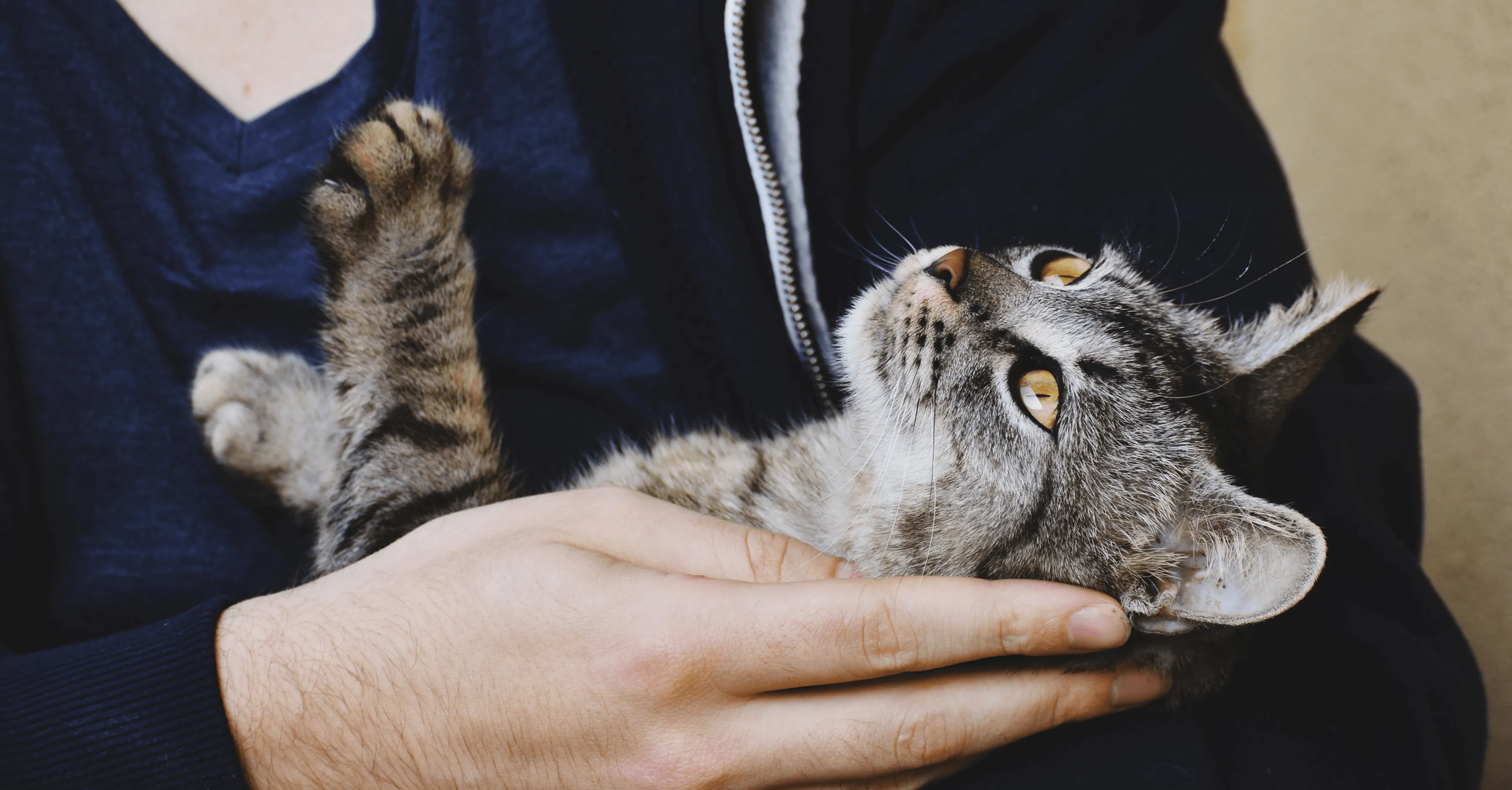 Финансовая помощь приютам