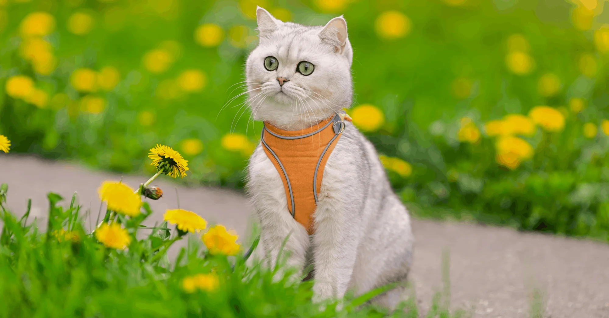 Кошка на прогулке