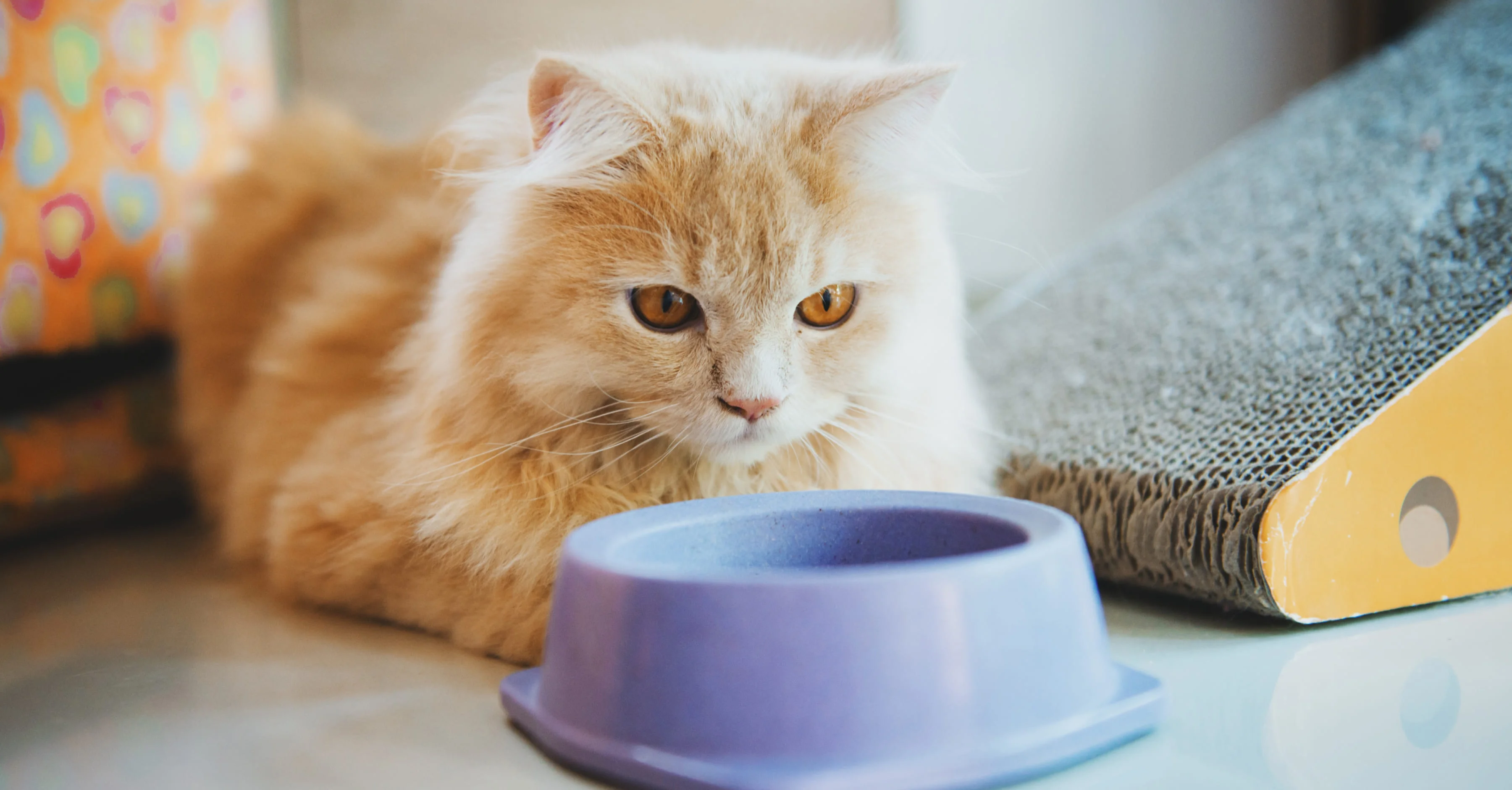 Неправильное расположение миски