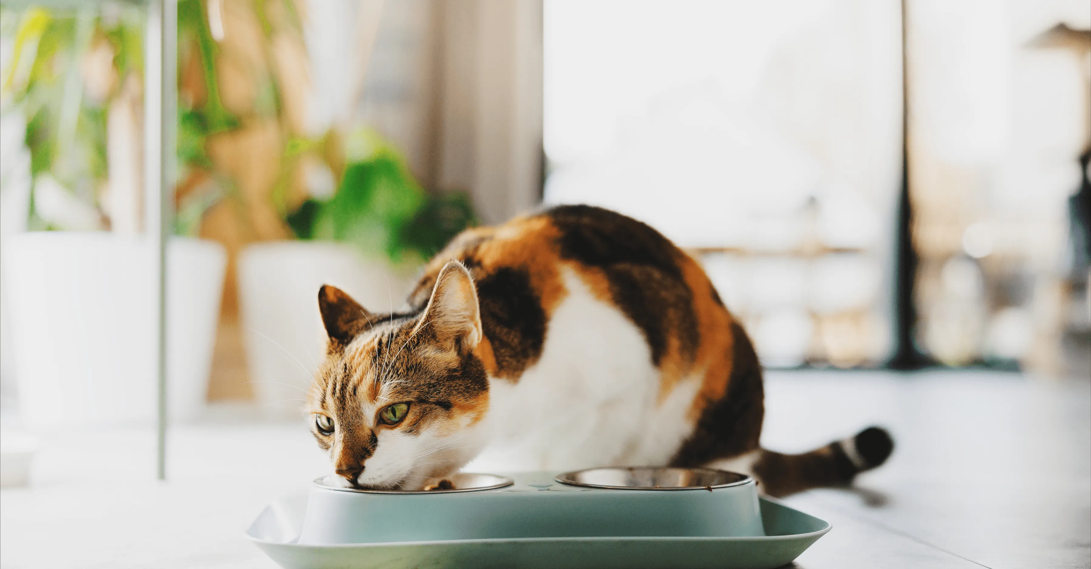 Кошка ест корм