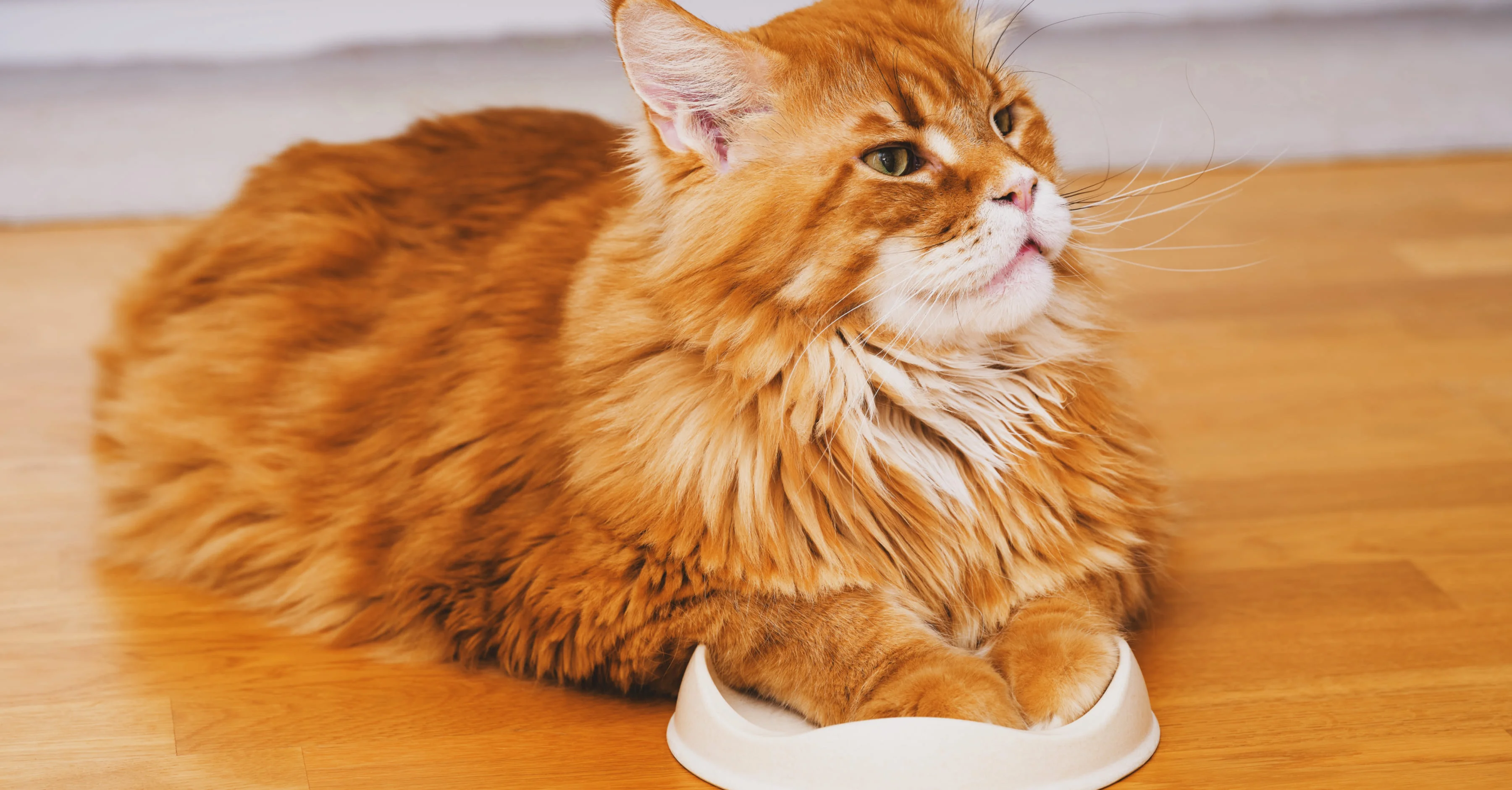 Кошка отказывается есть из миски