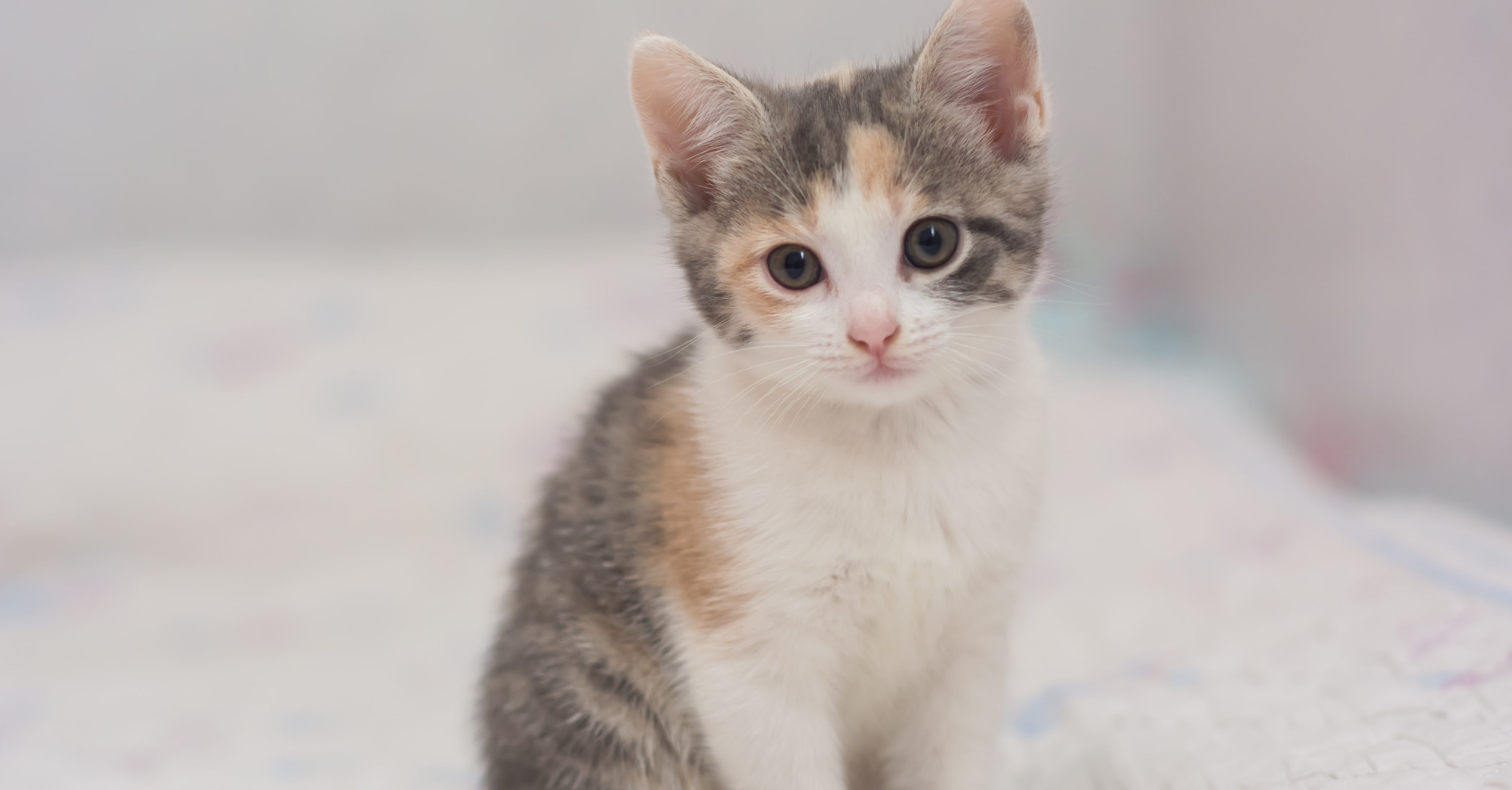 Питание котенка 