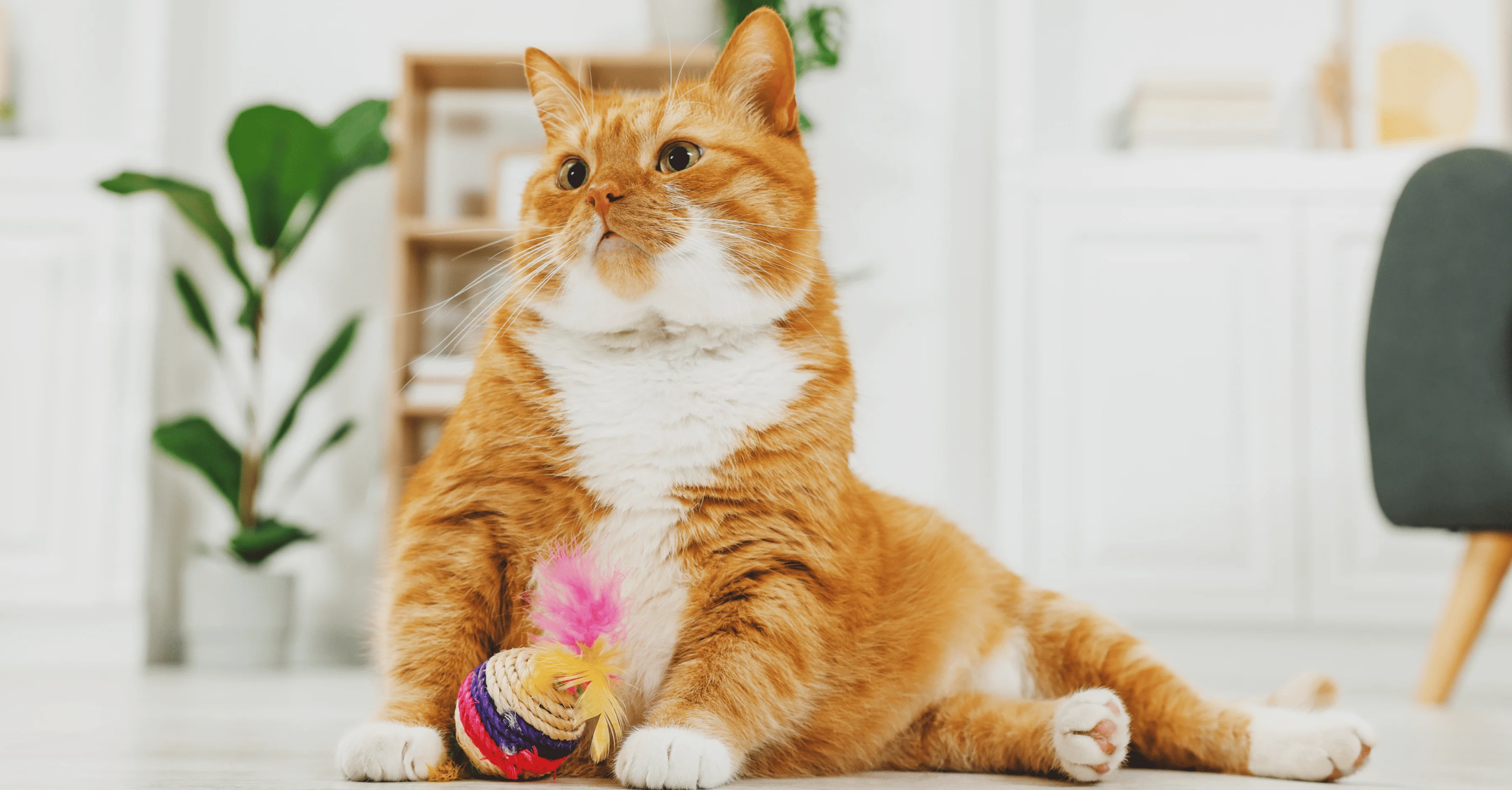 Опасность сладостей для кошки