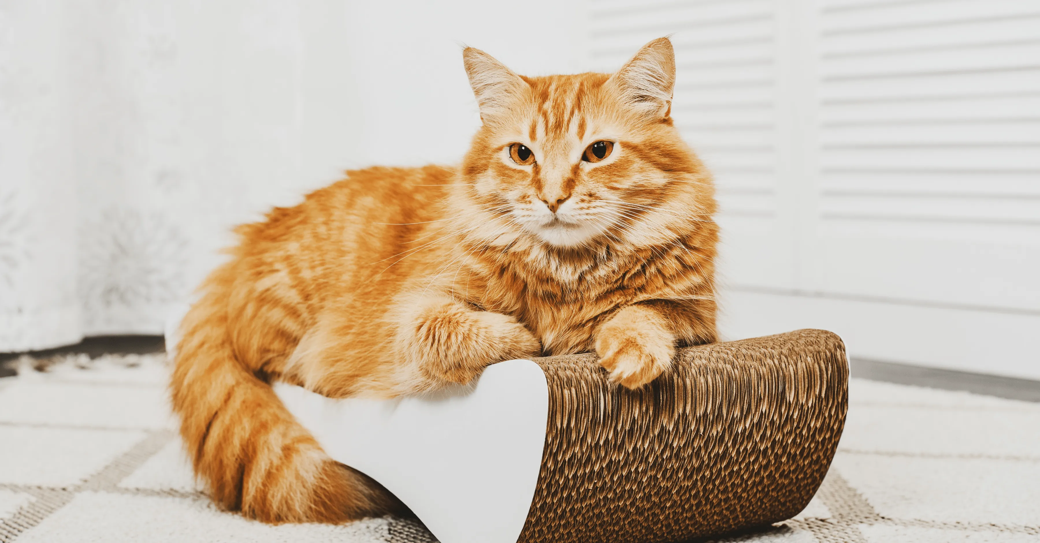 Методы приучения к когтеточке