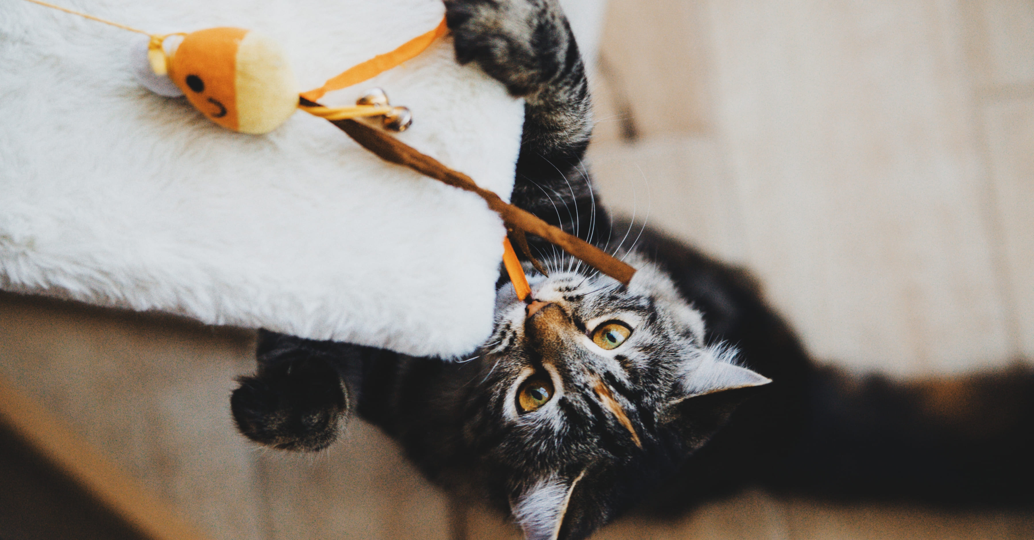 Сколько времени на игру нужно кошке в день?