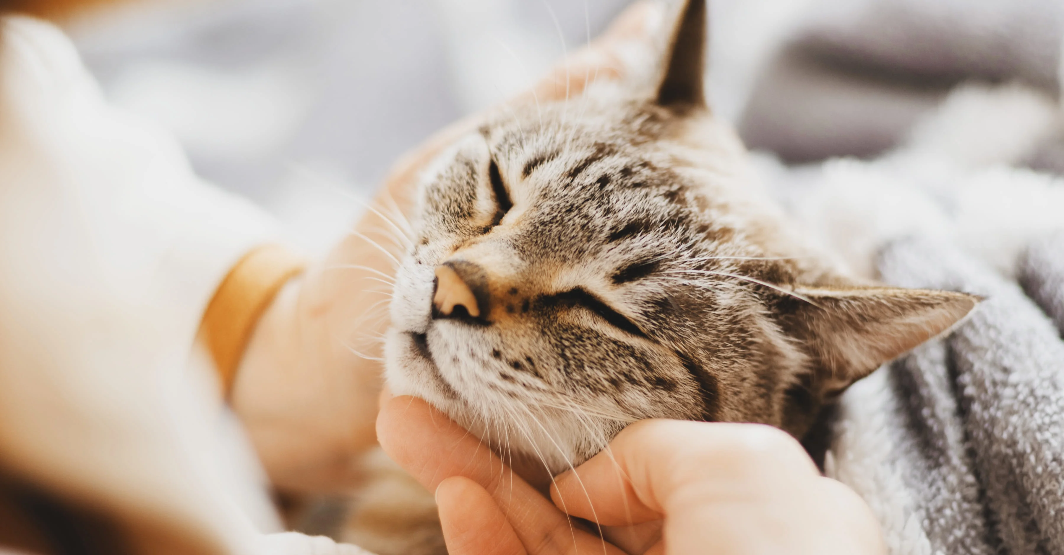 Время с питомцеми