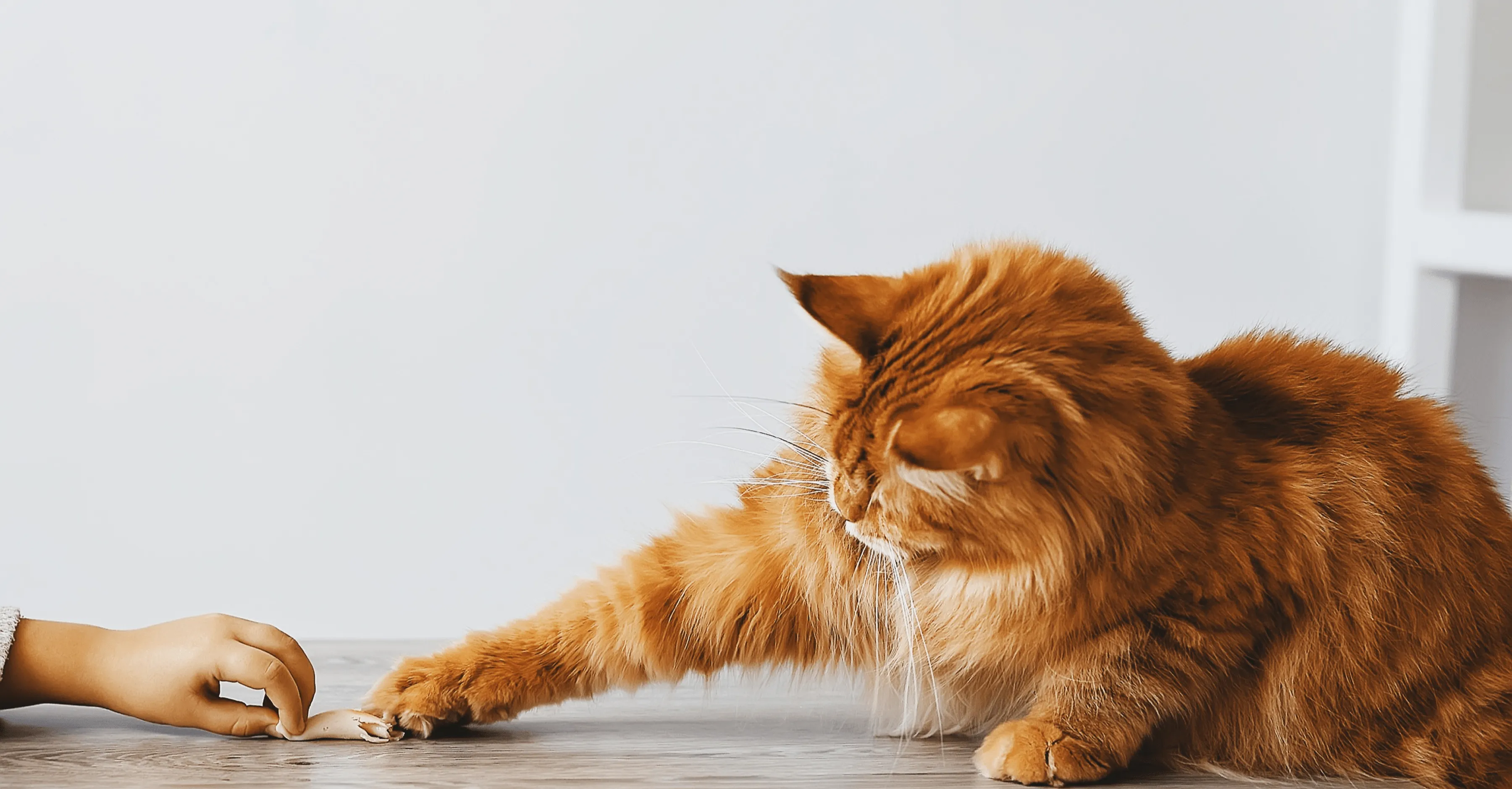 Формирование вредных привычек у кошки