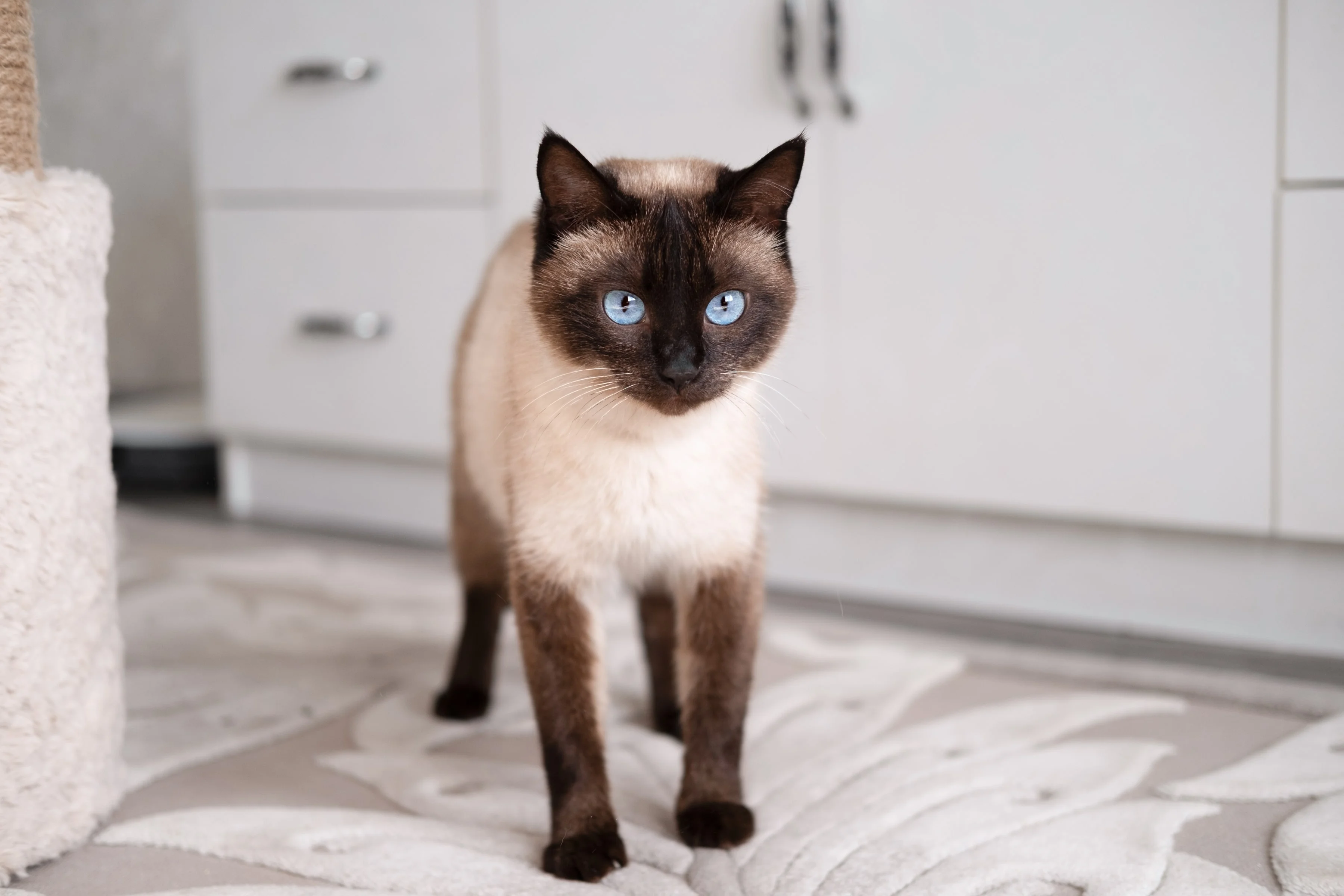 Сиамская кошка 