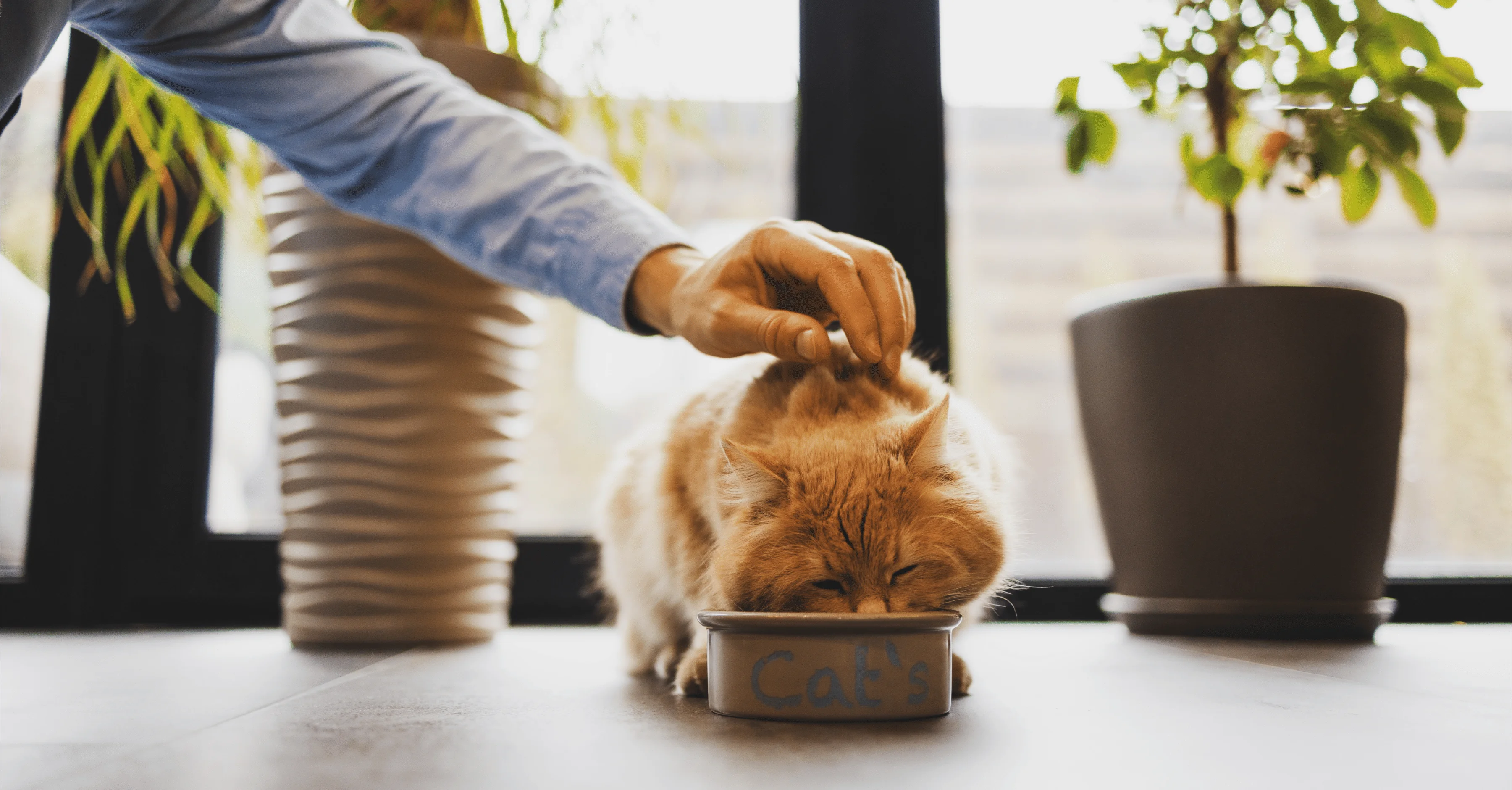 Рацион для кошки