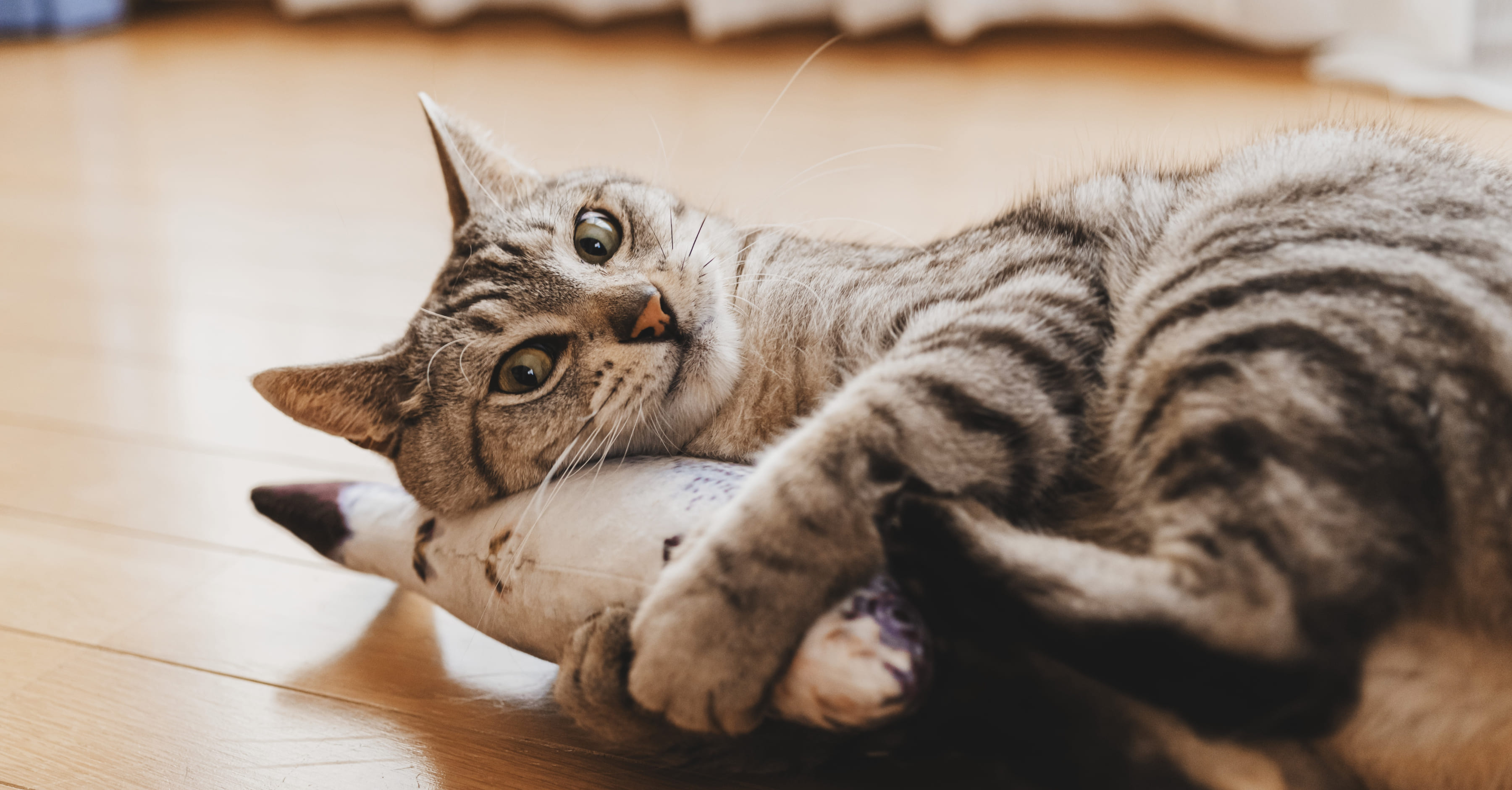 Какая игрушка понравится питомцу?